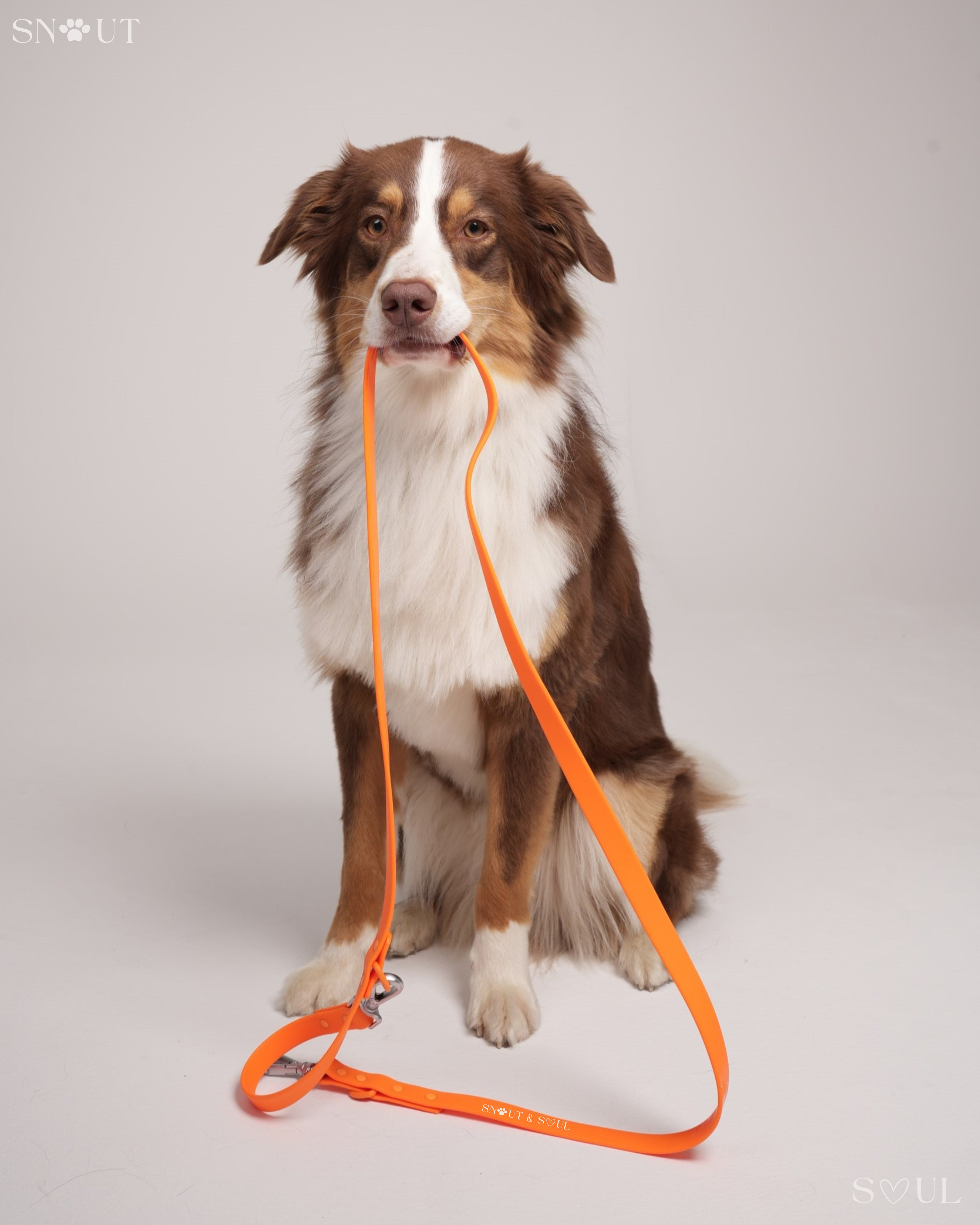 Collar Walk Set