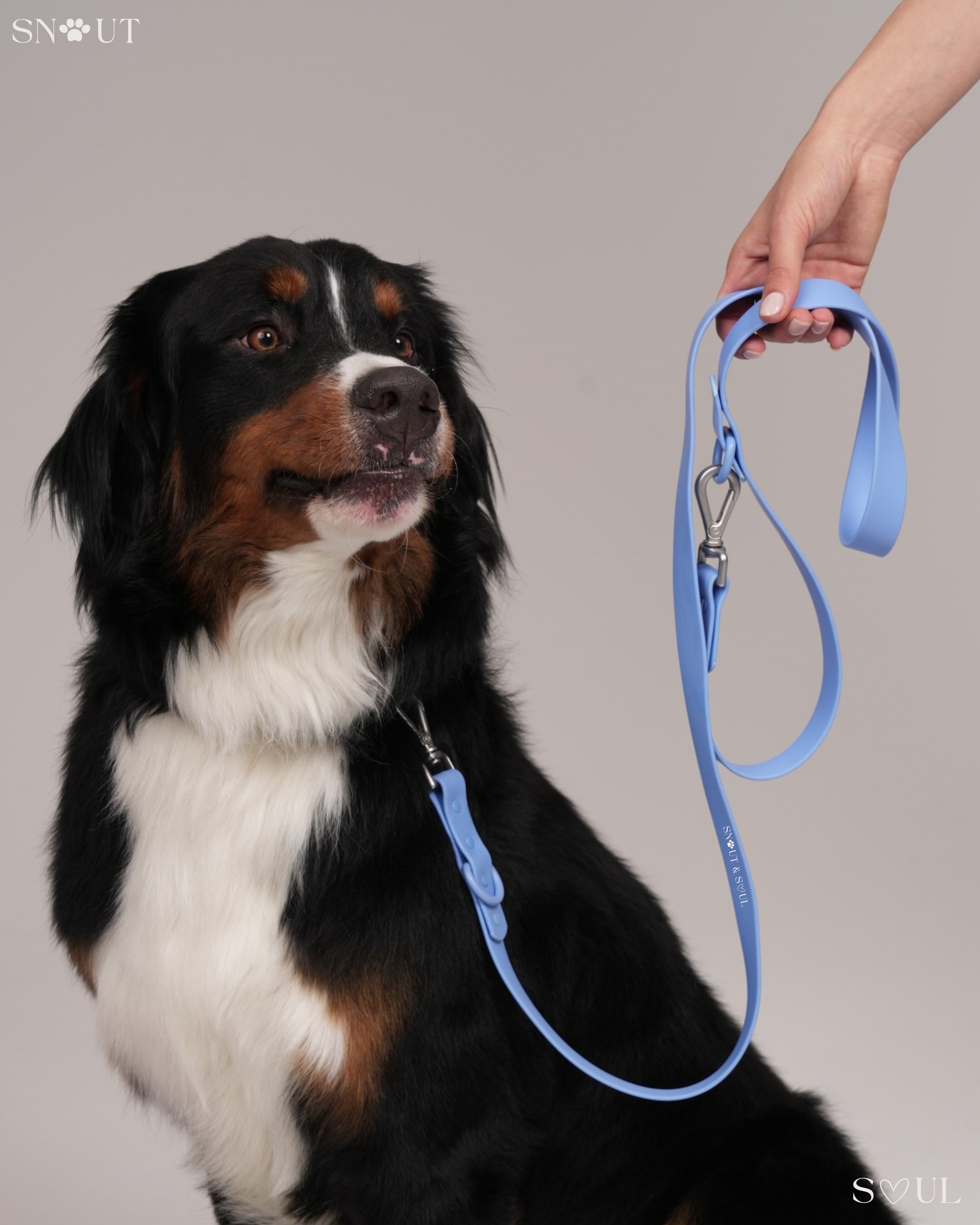 Collar Walk Set