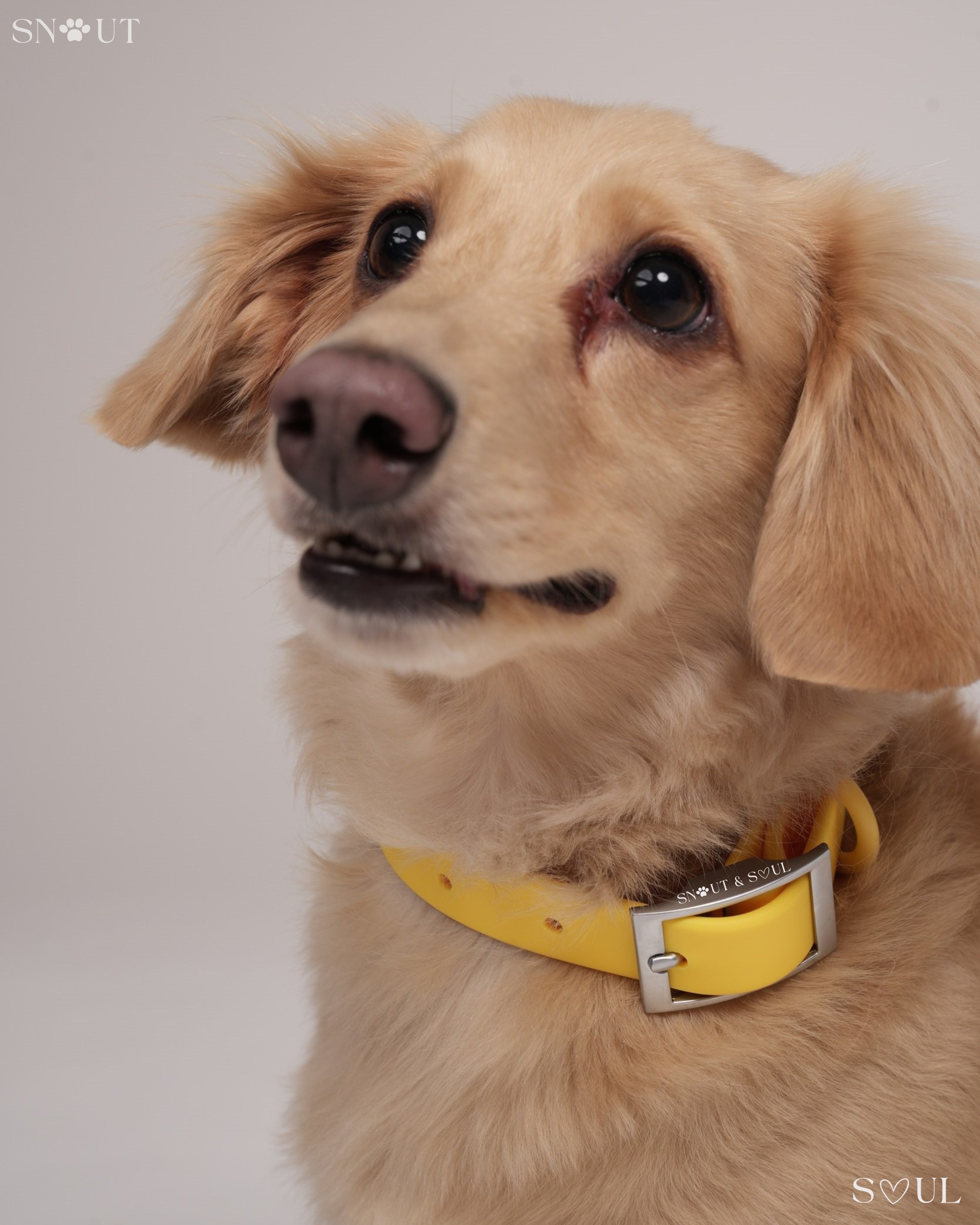 Collar Walk Set
