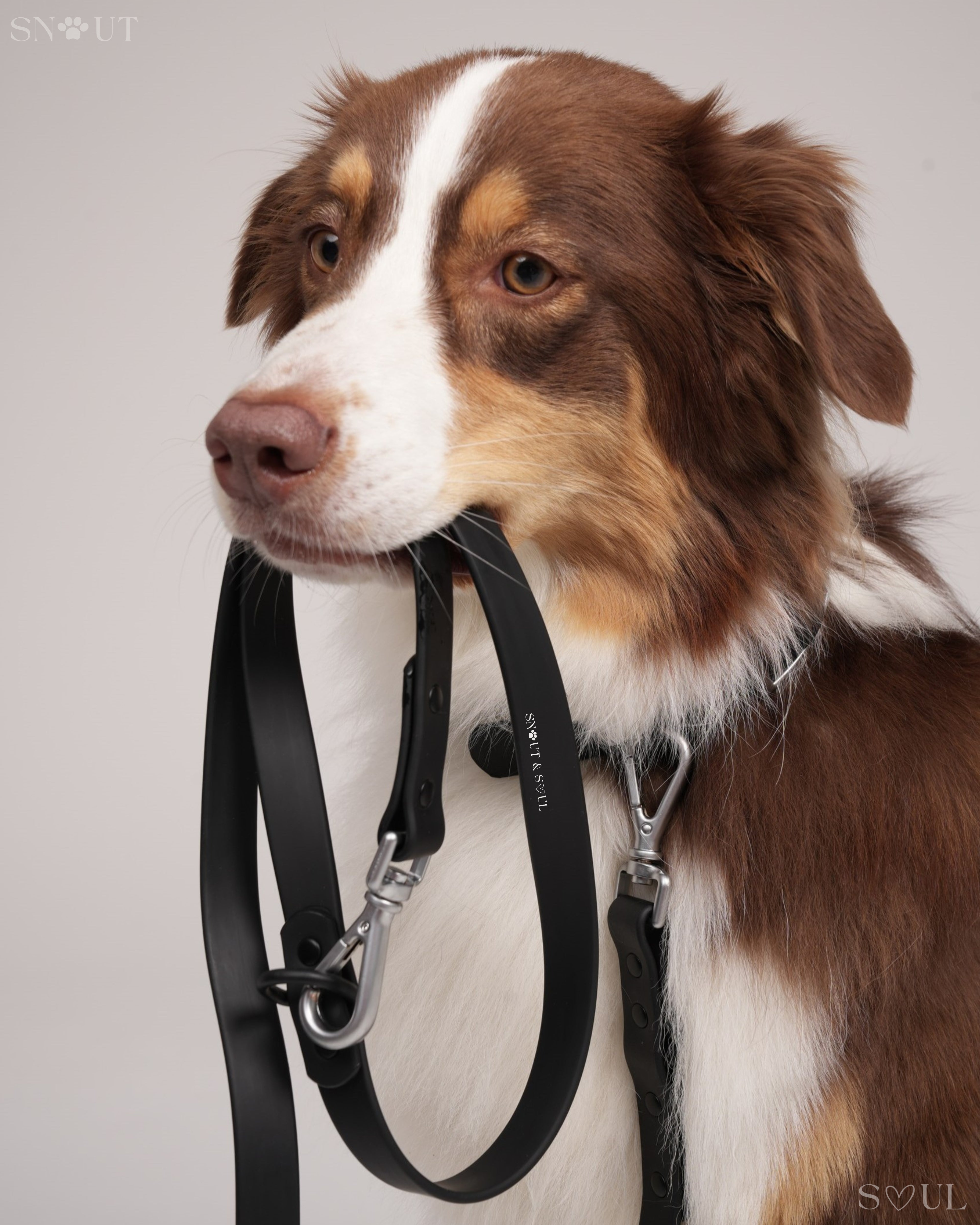 Collar Walk Set