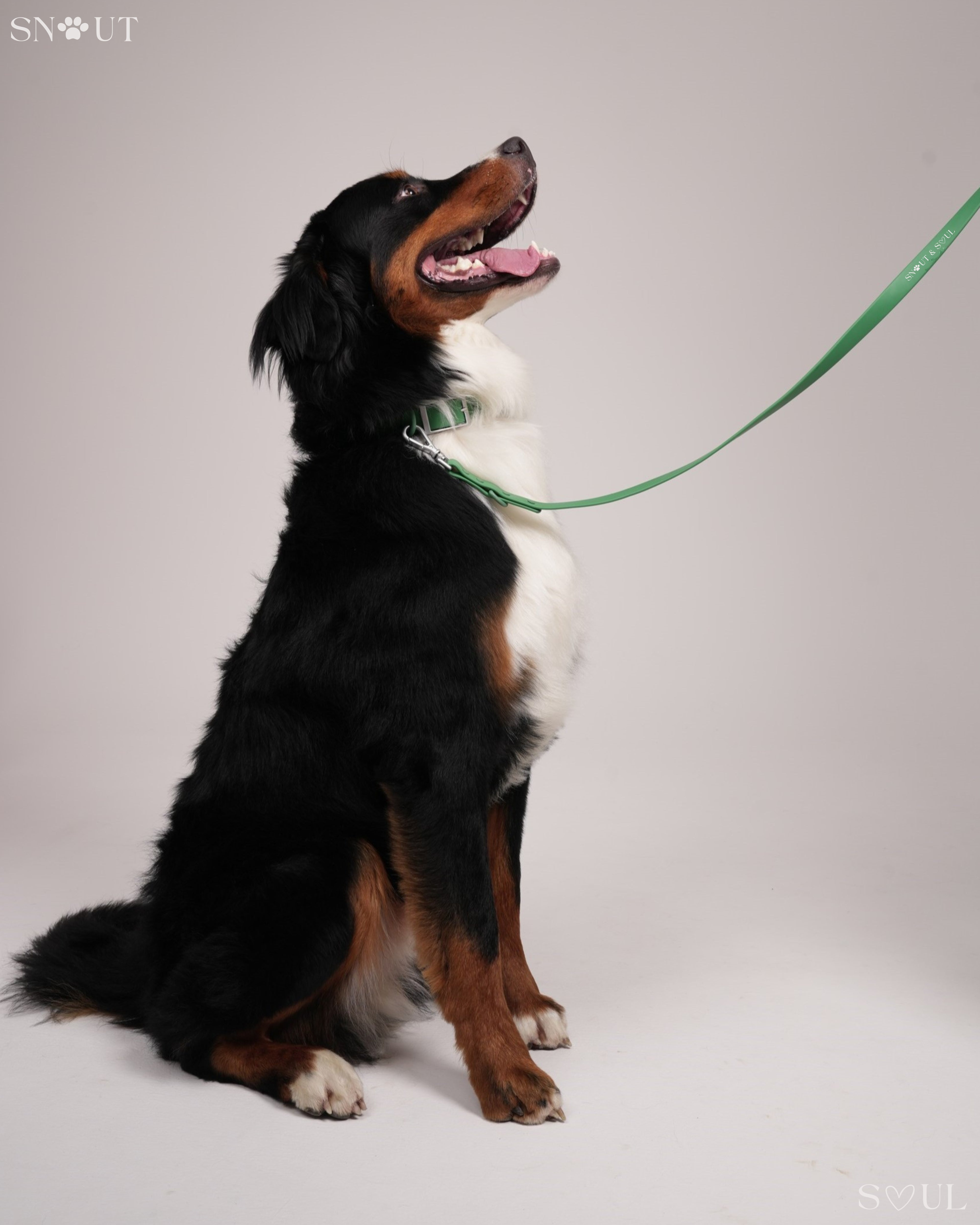 Collar Walk Set