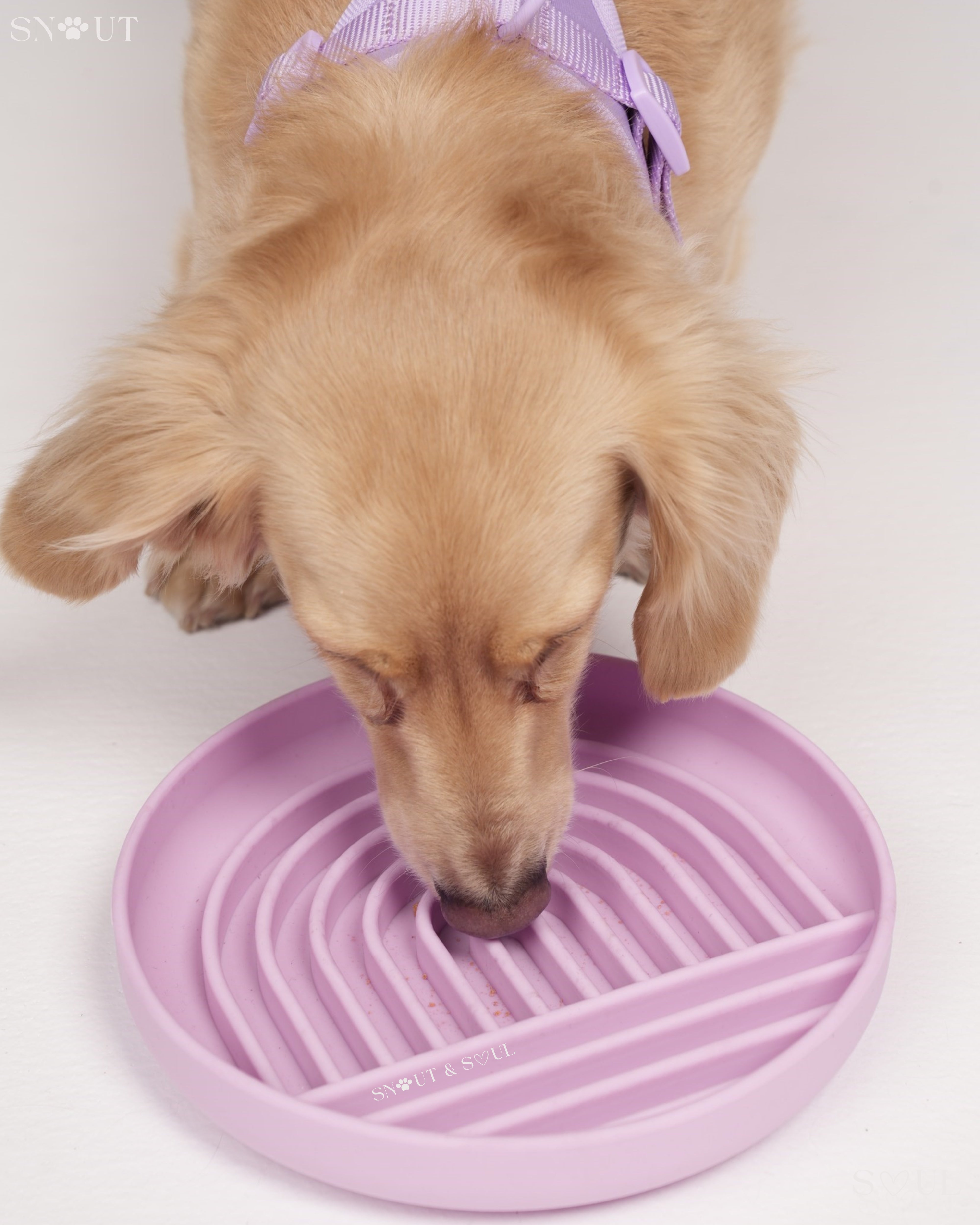 Slow Feeder