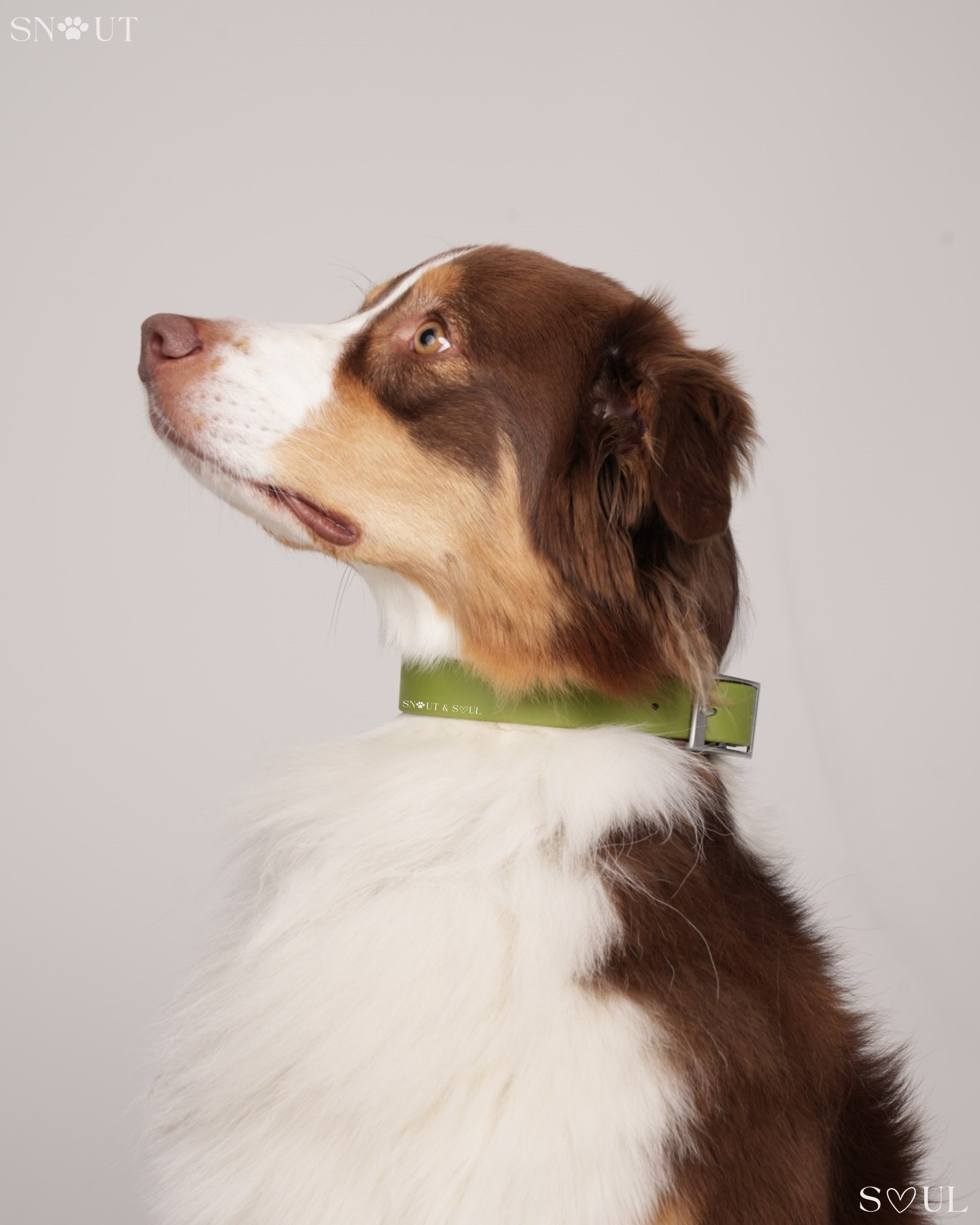 Collar Walk Set