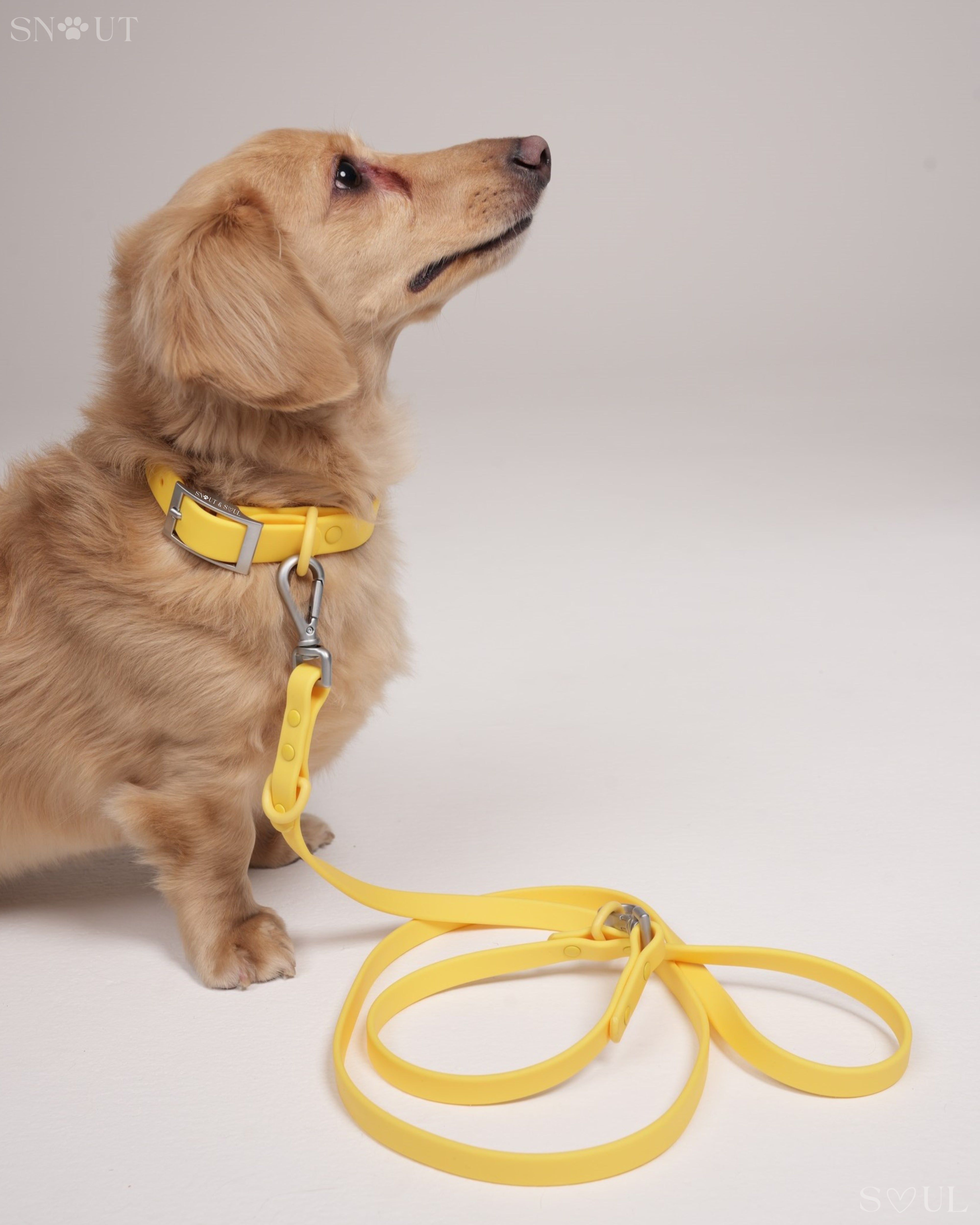 Collar Walk Set