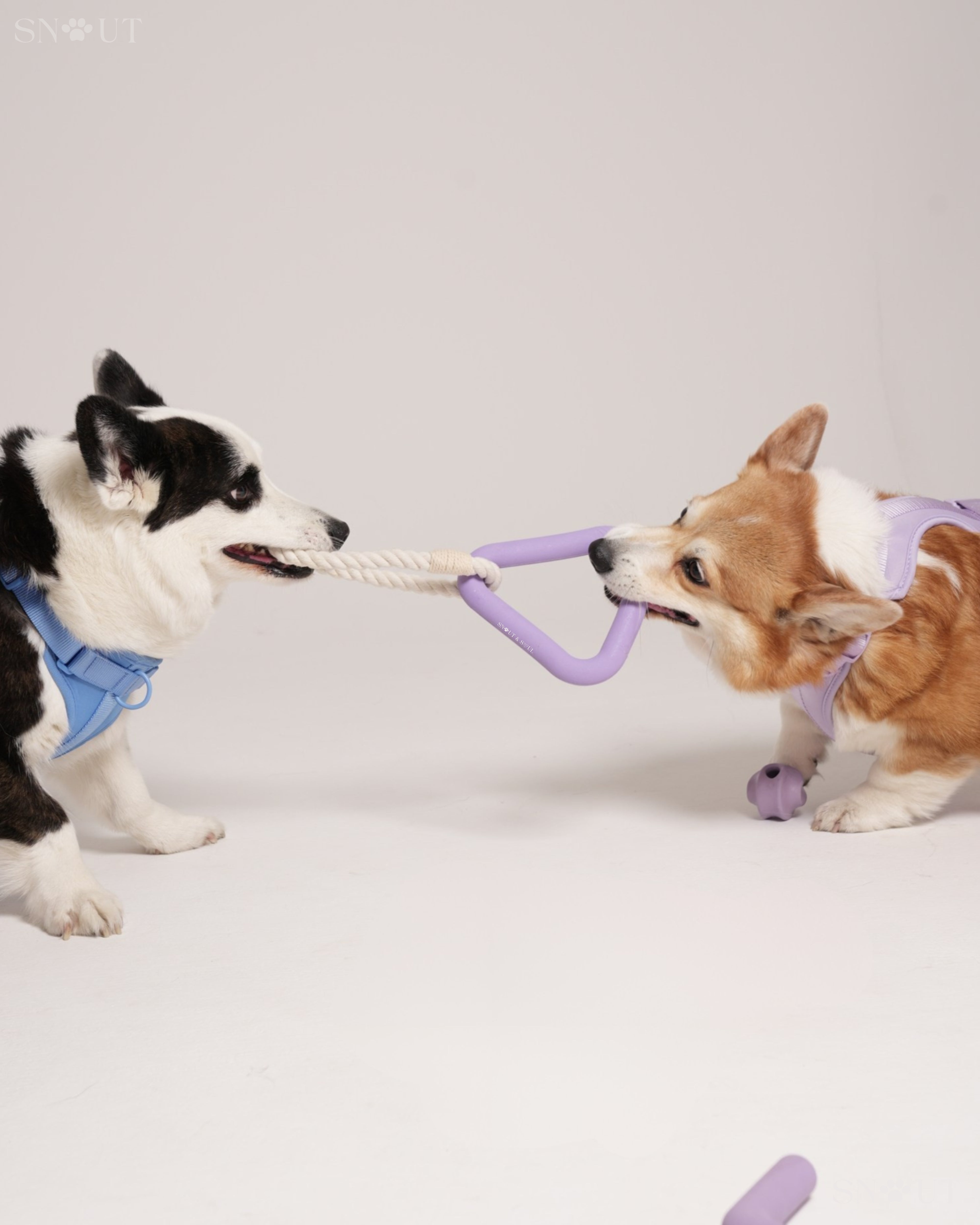 Harness Walk & Play Set