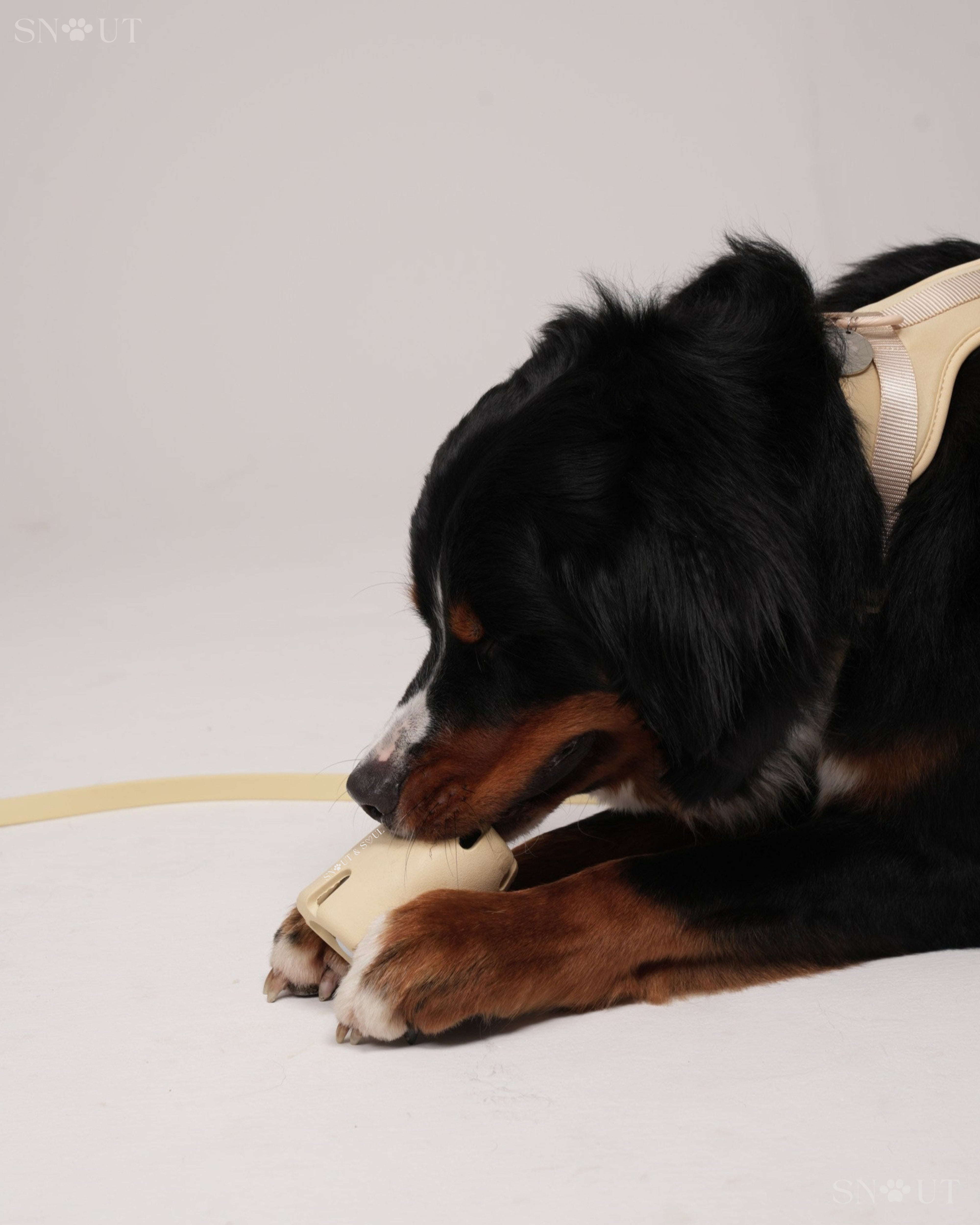 Harness Walk & Play Set