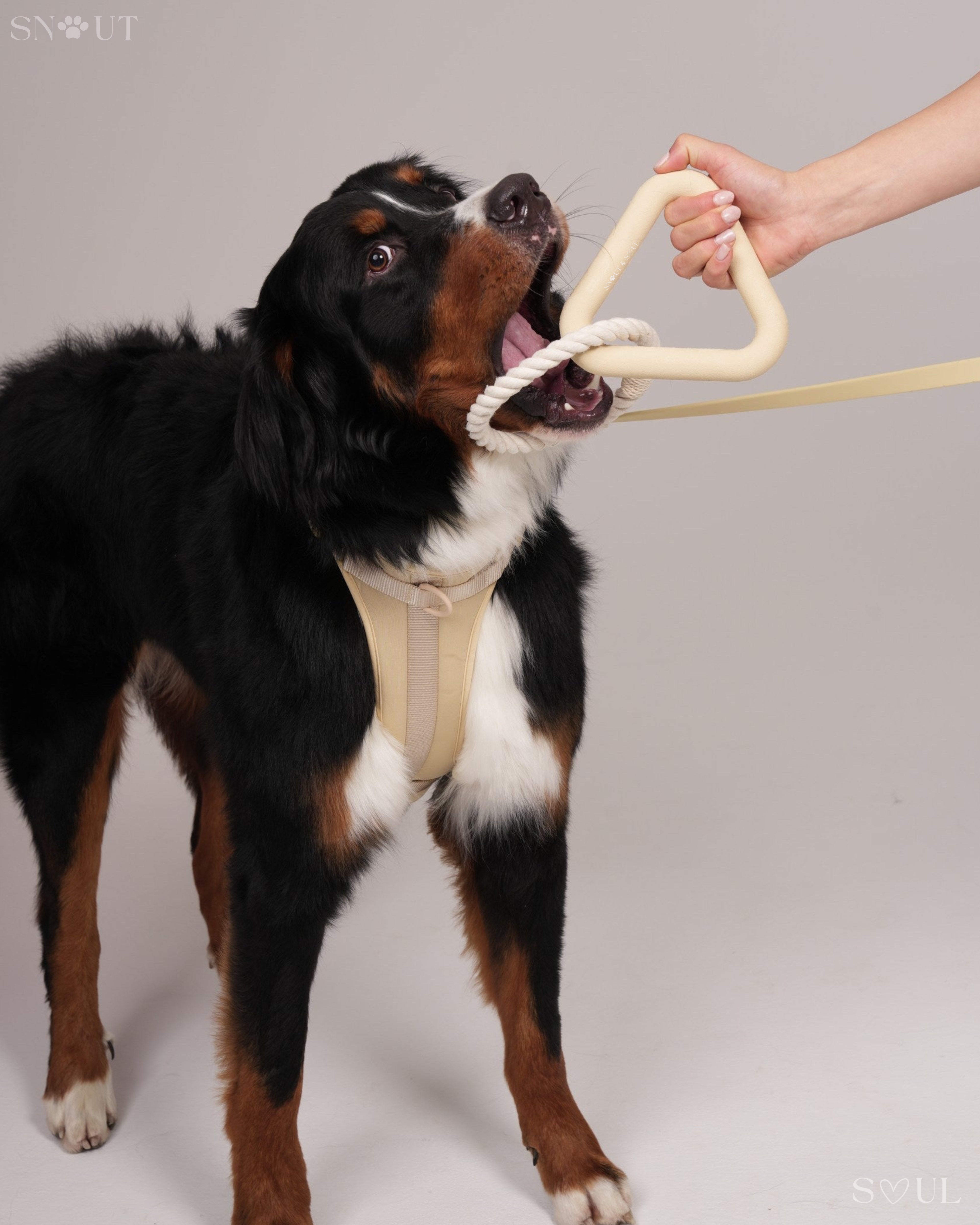 Triangle Tug Toy
