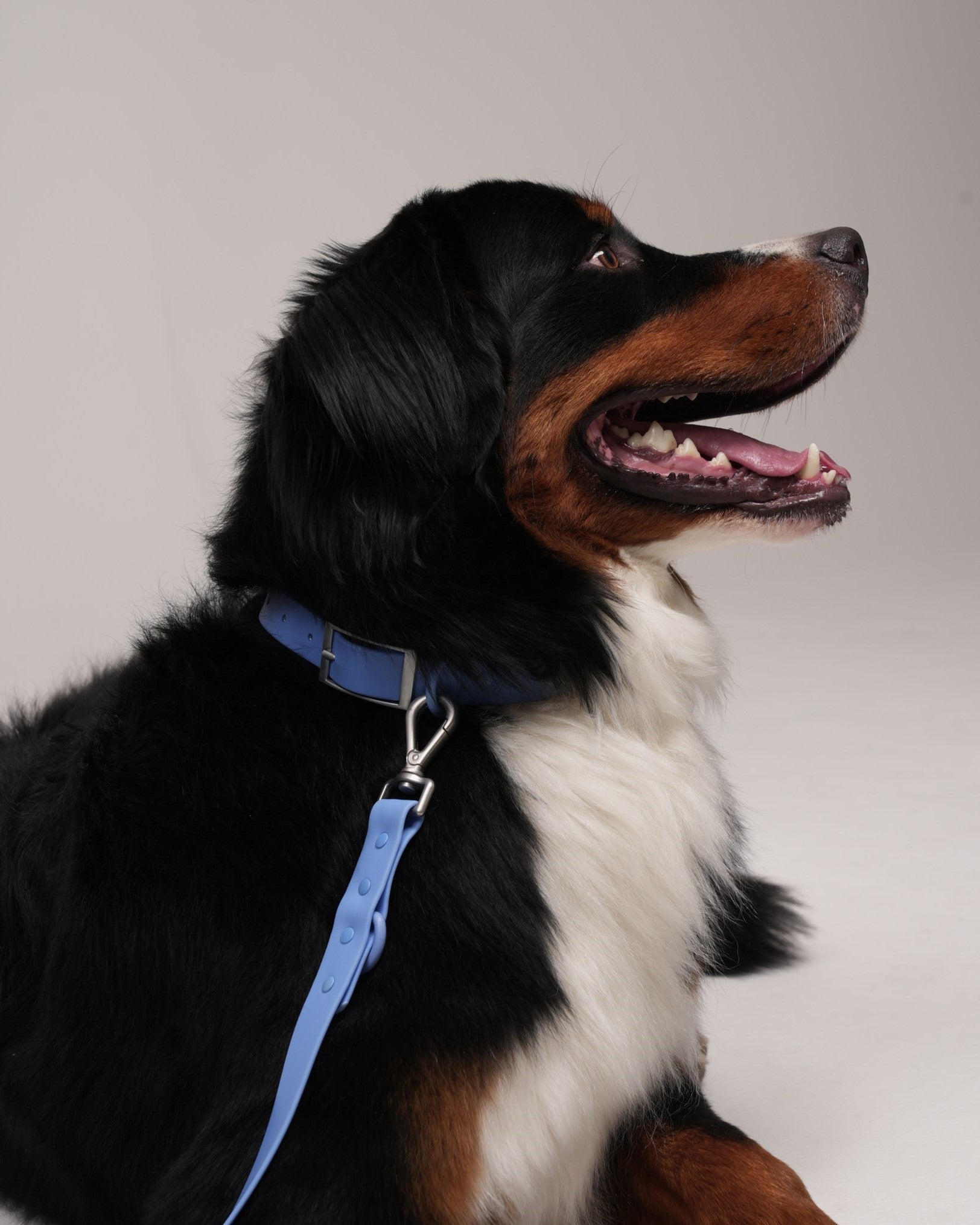 Collar Walk Set
