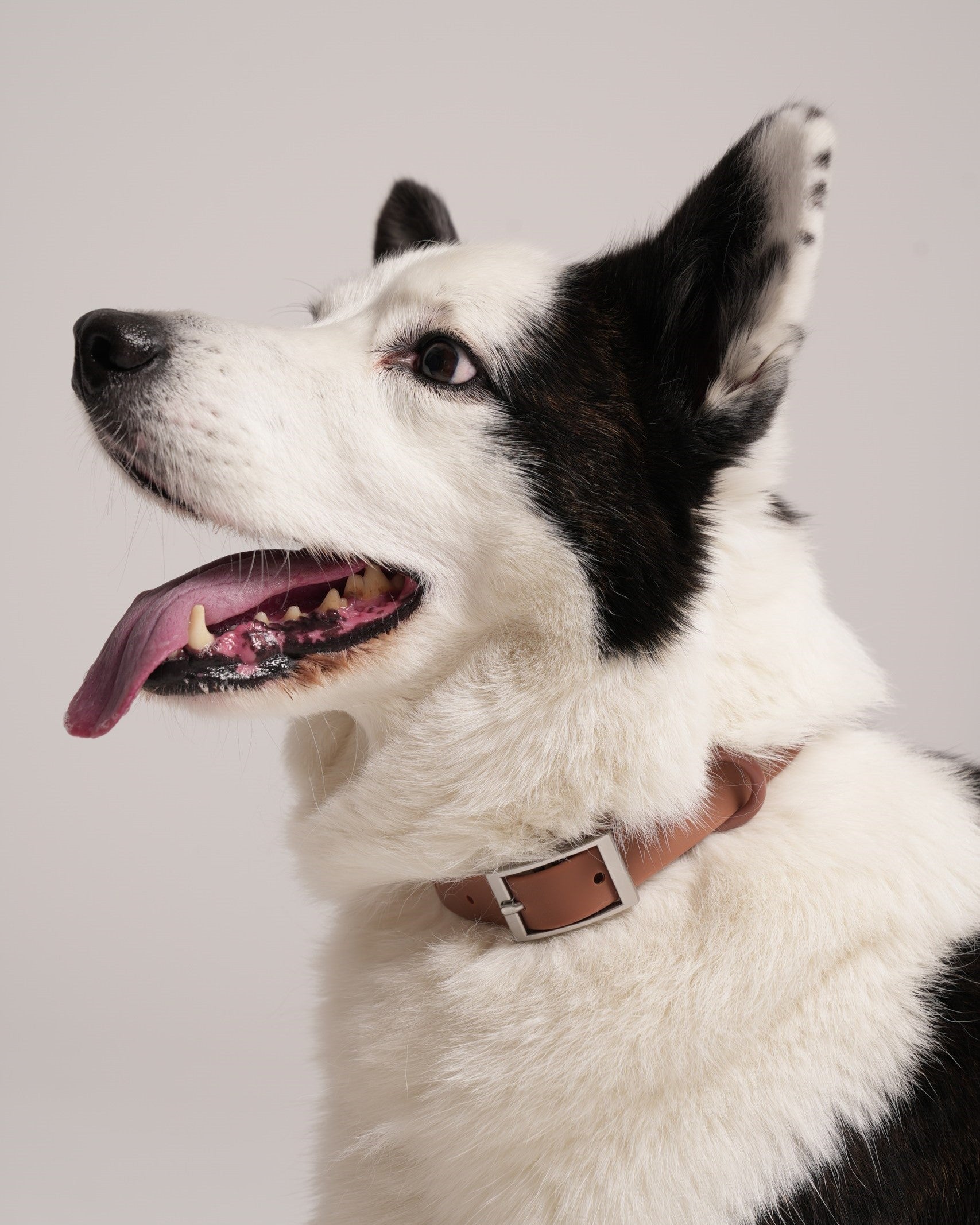 Collar Walk Set