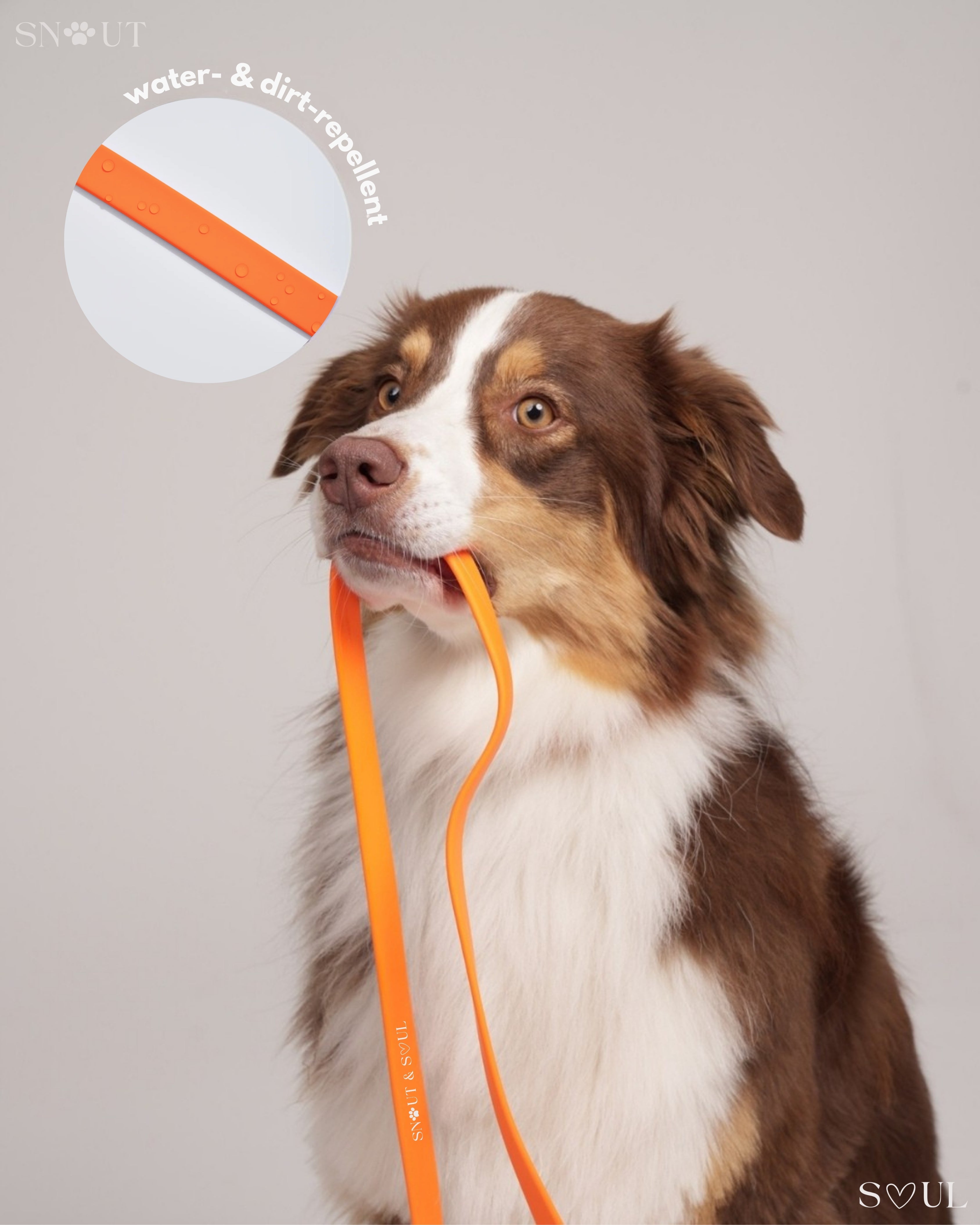 Long Leash