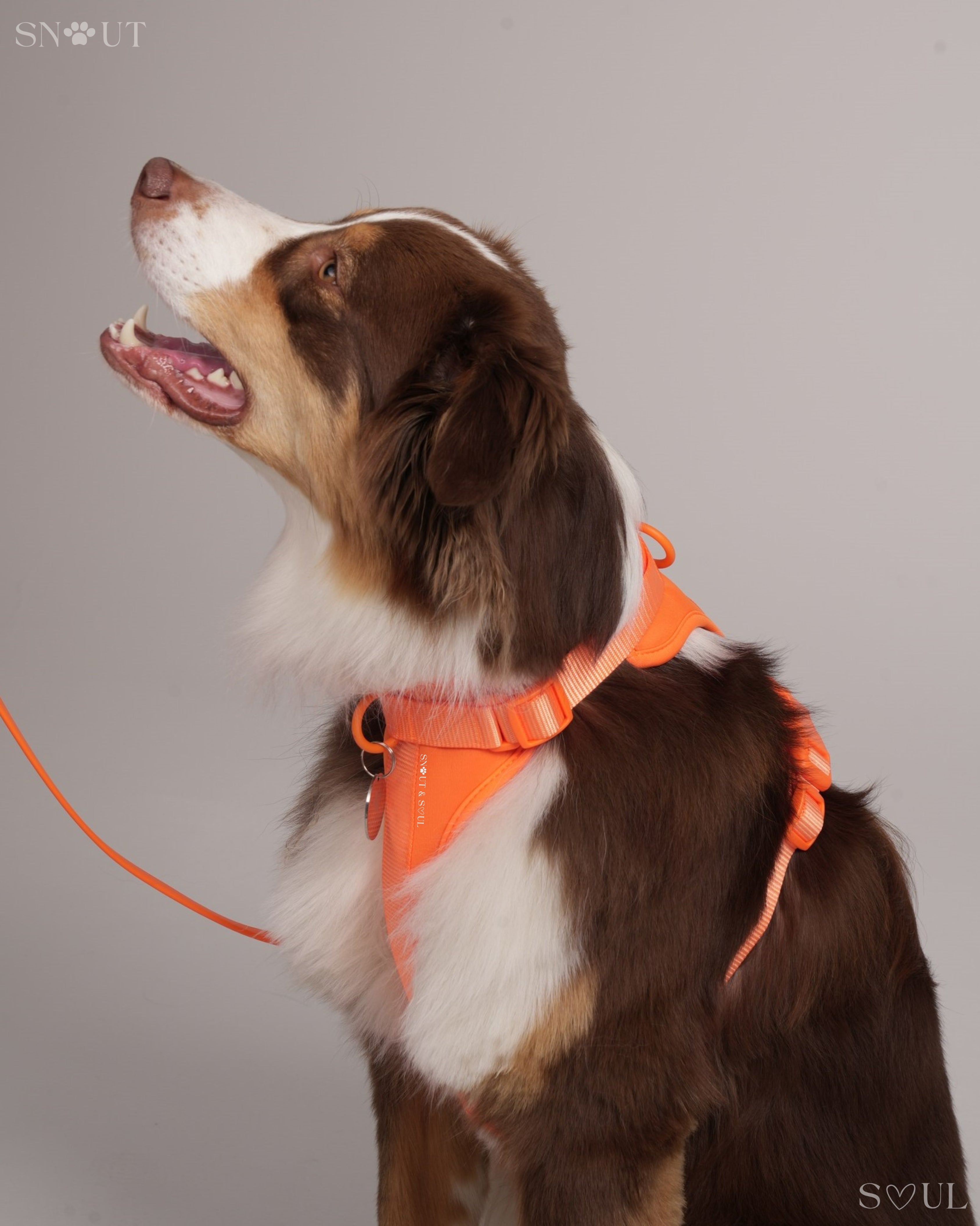Harness