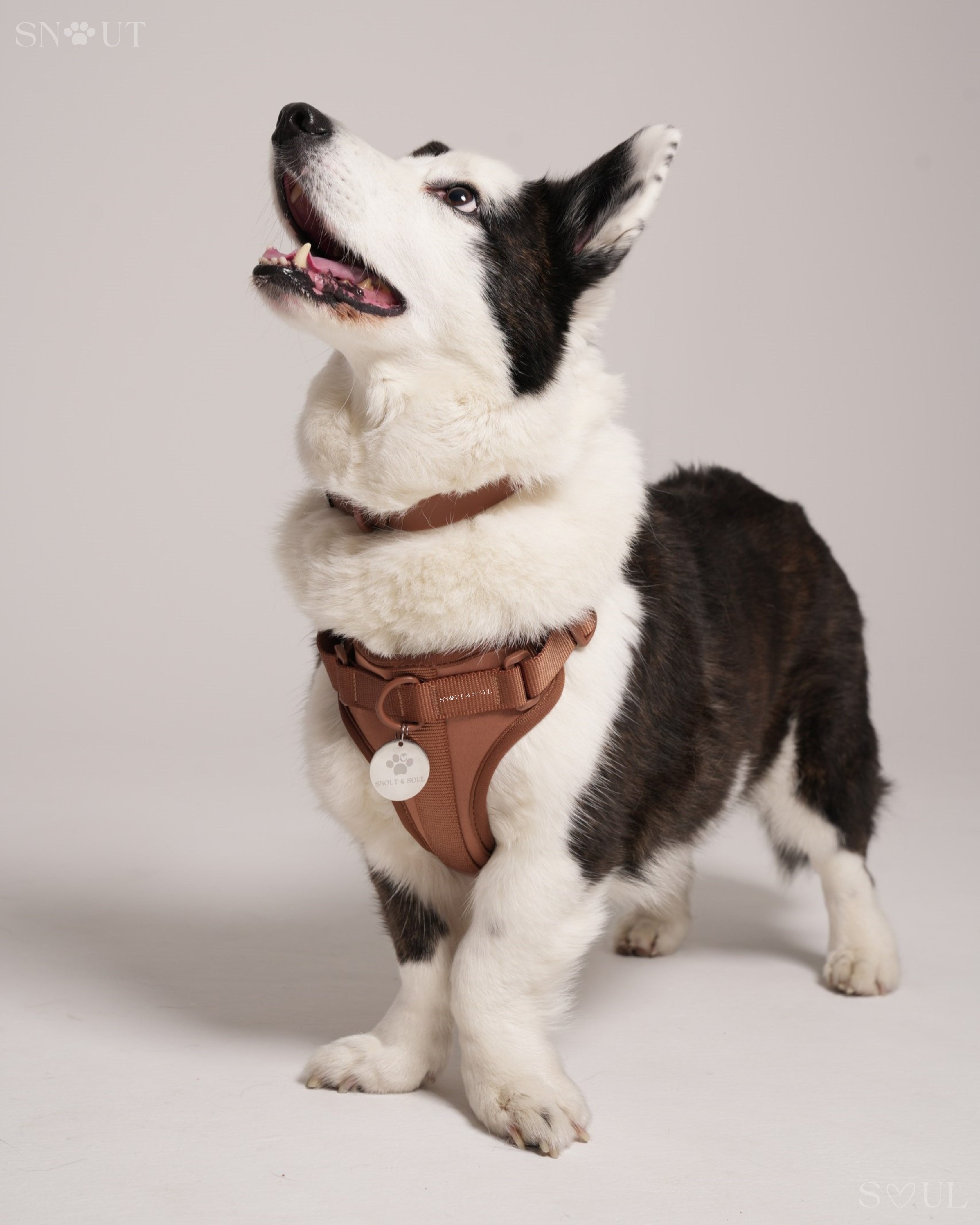 Harness