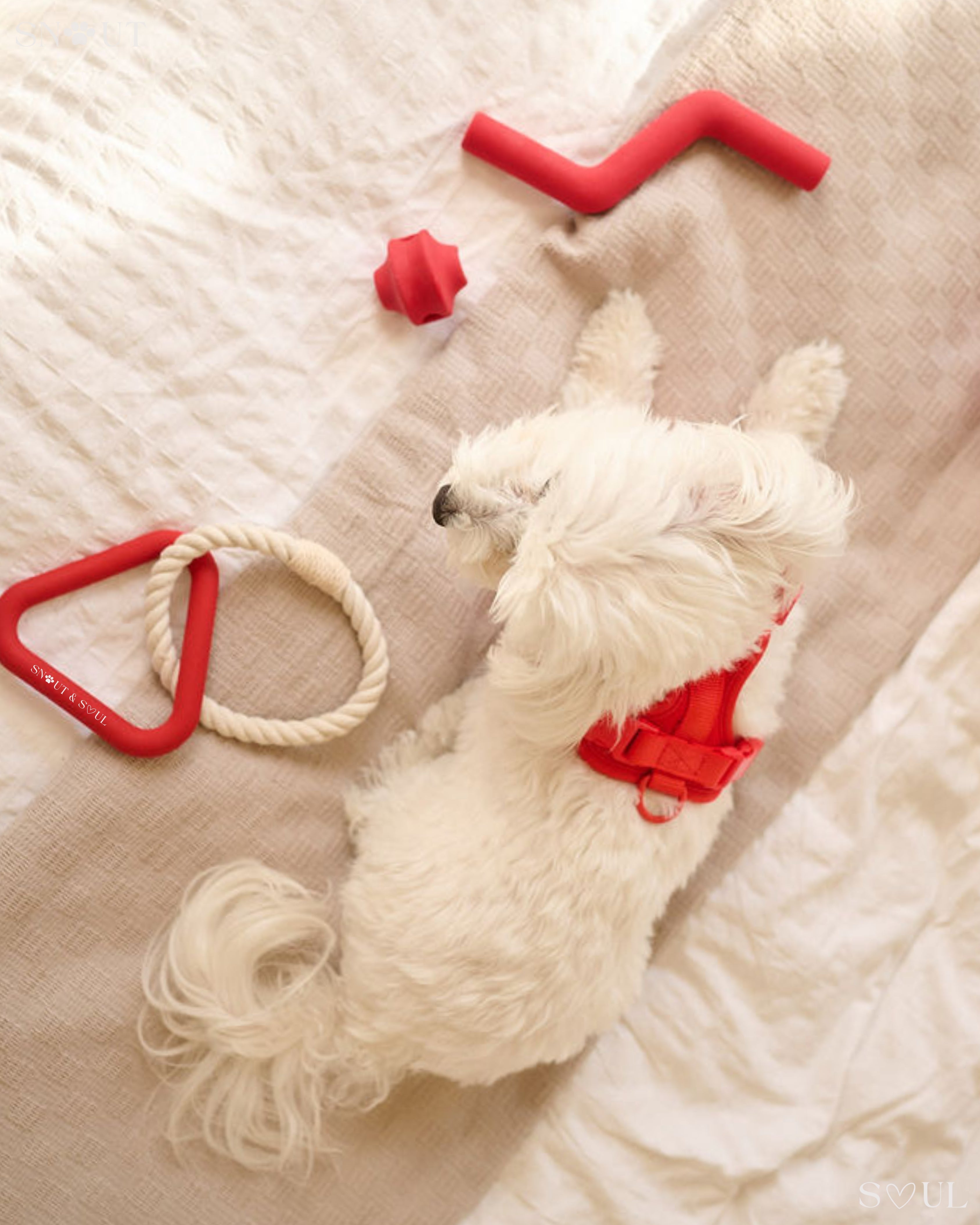 Harness Walk & Play Set