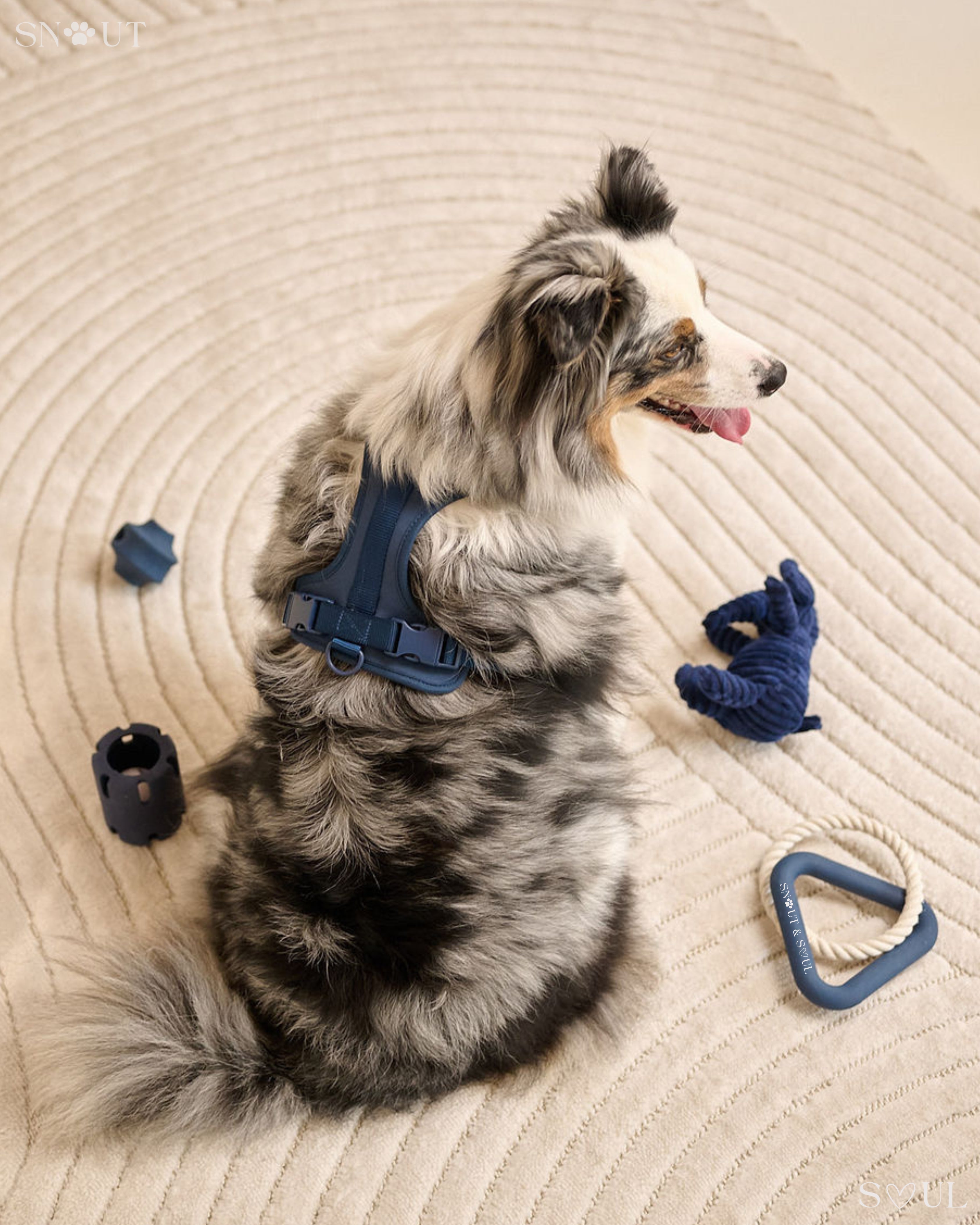Harness Walk & Play Set