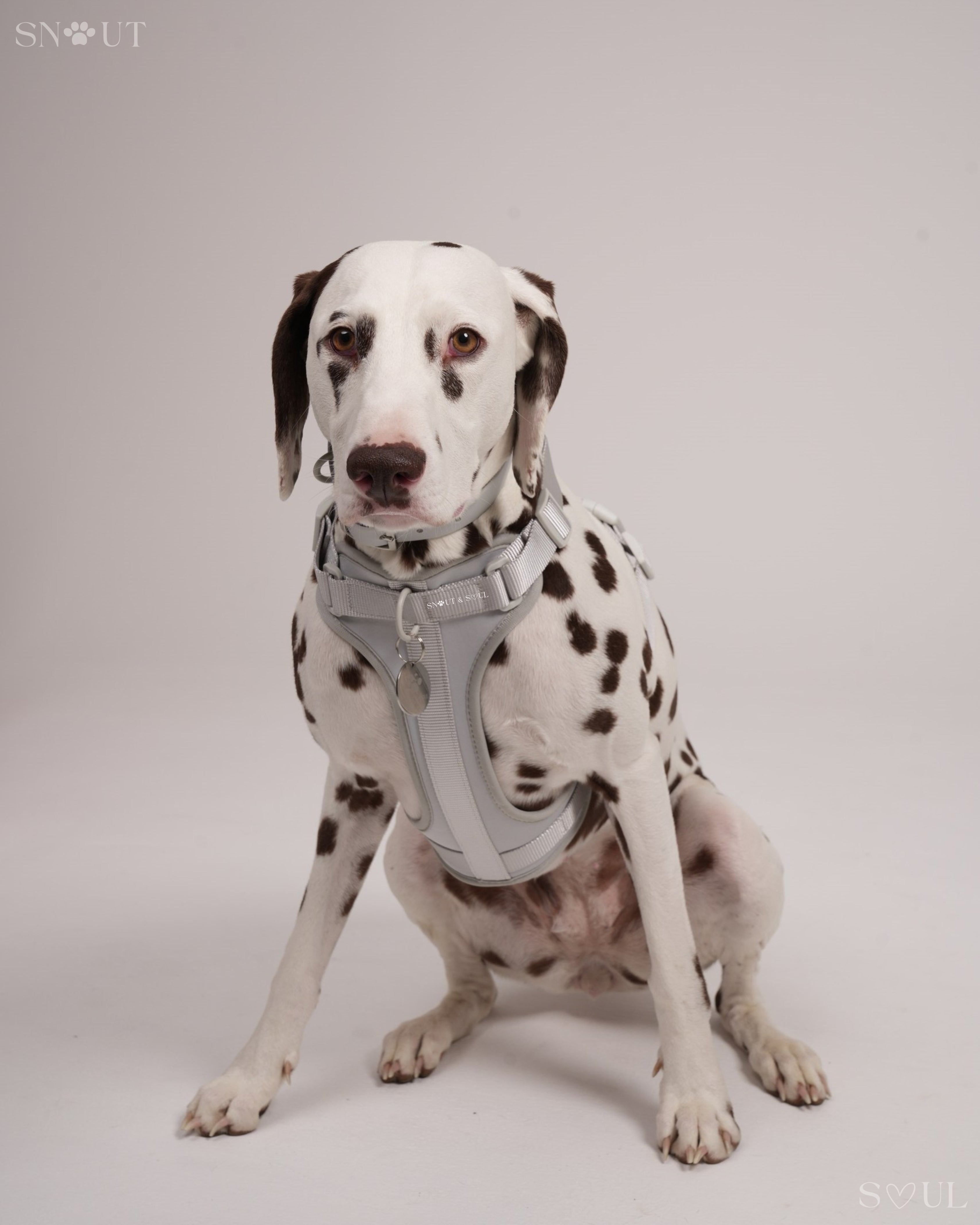 Harness