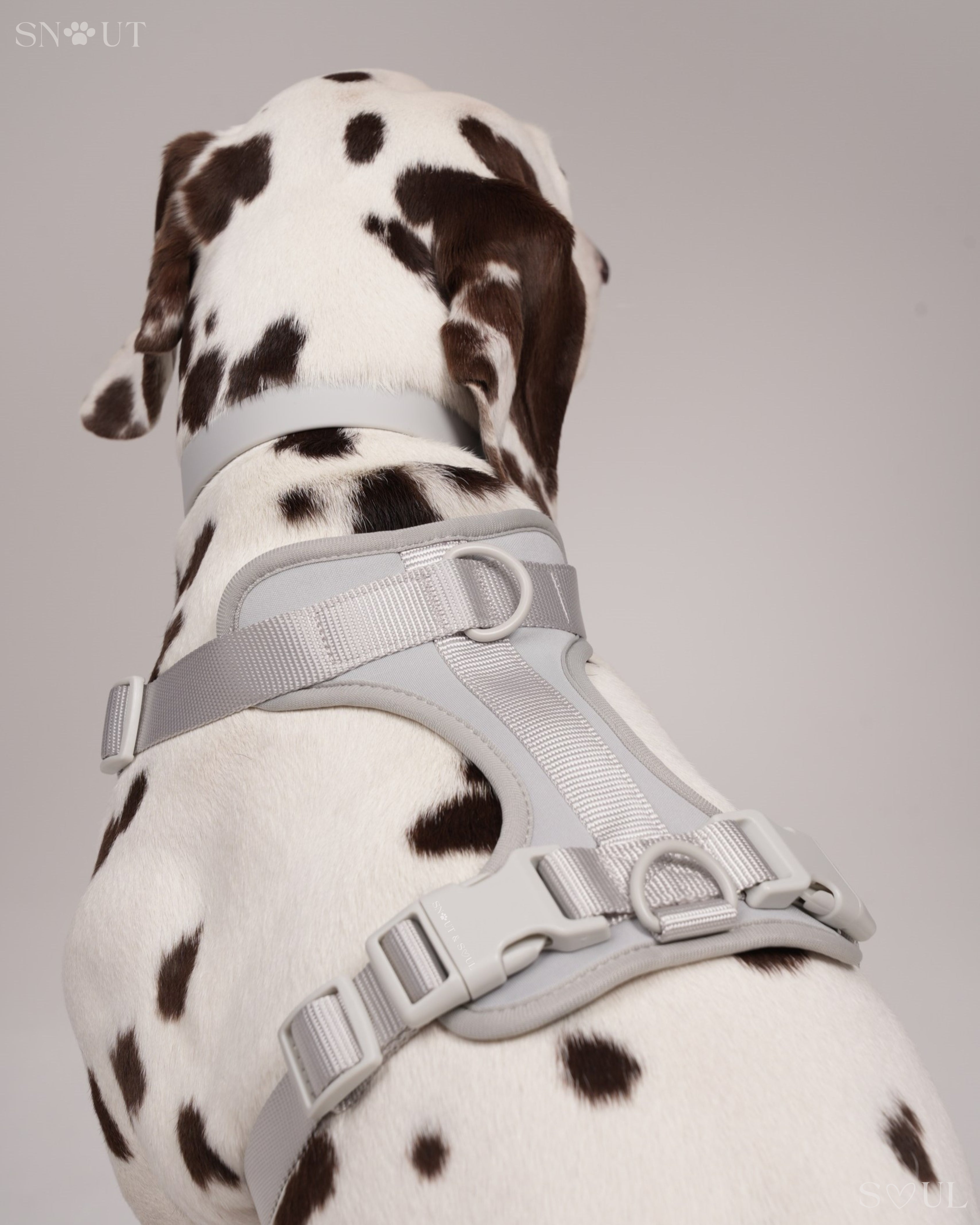 Harness