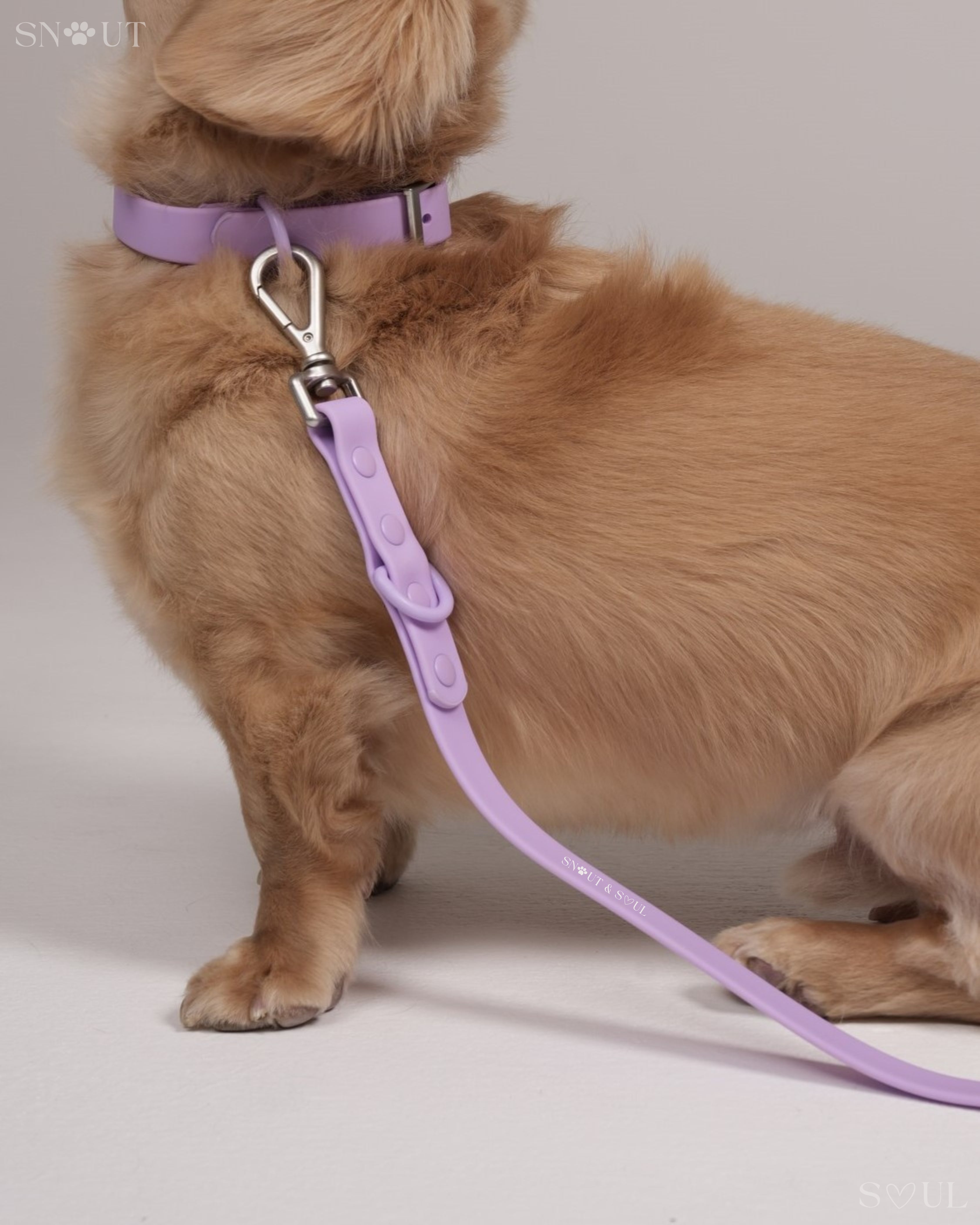 Collar Walk Set