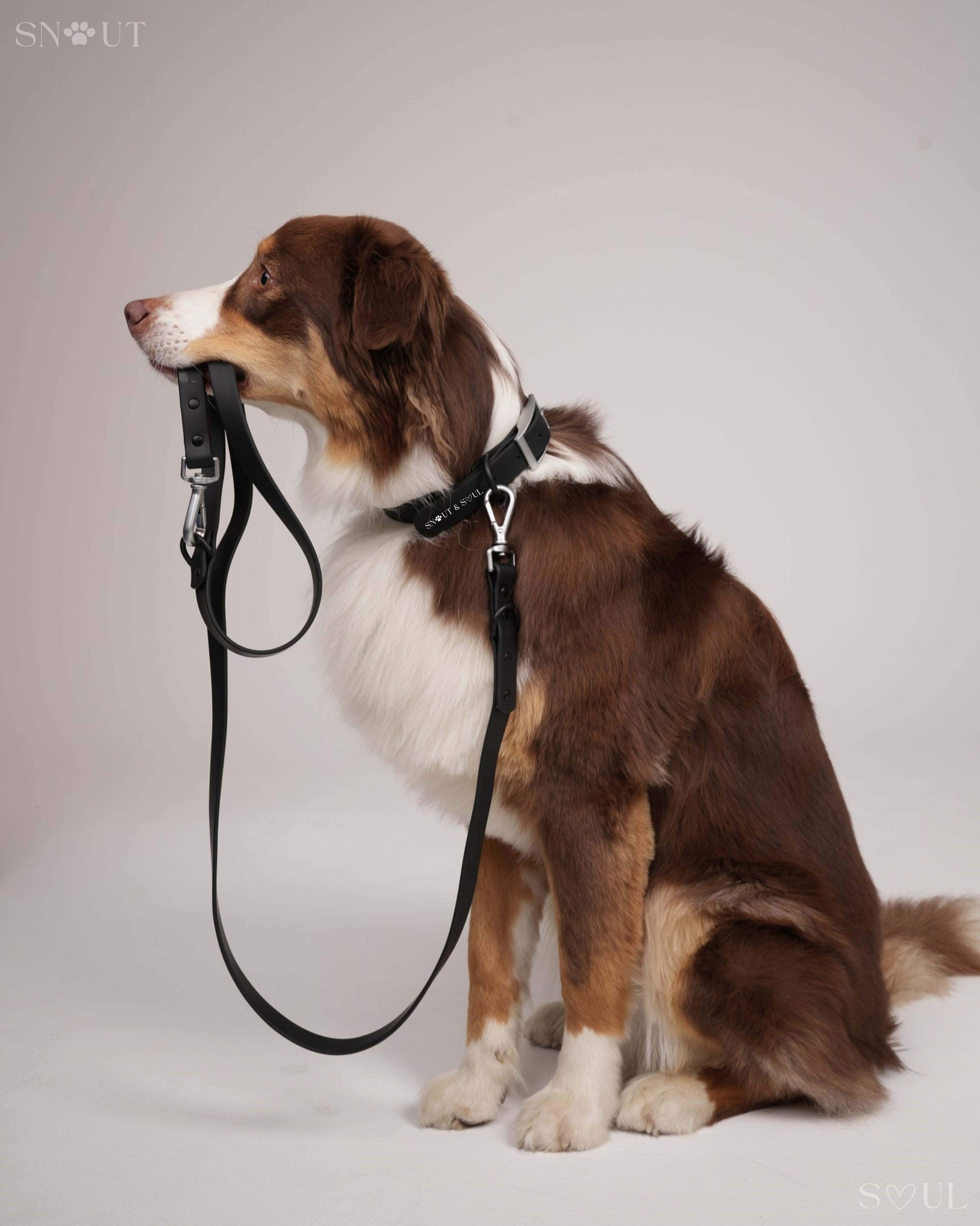 Harness Walk Set