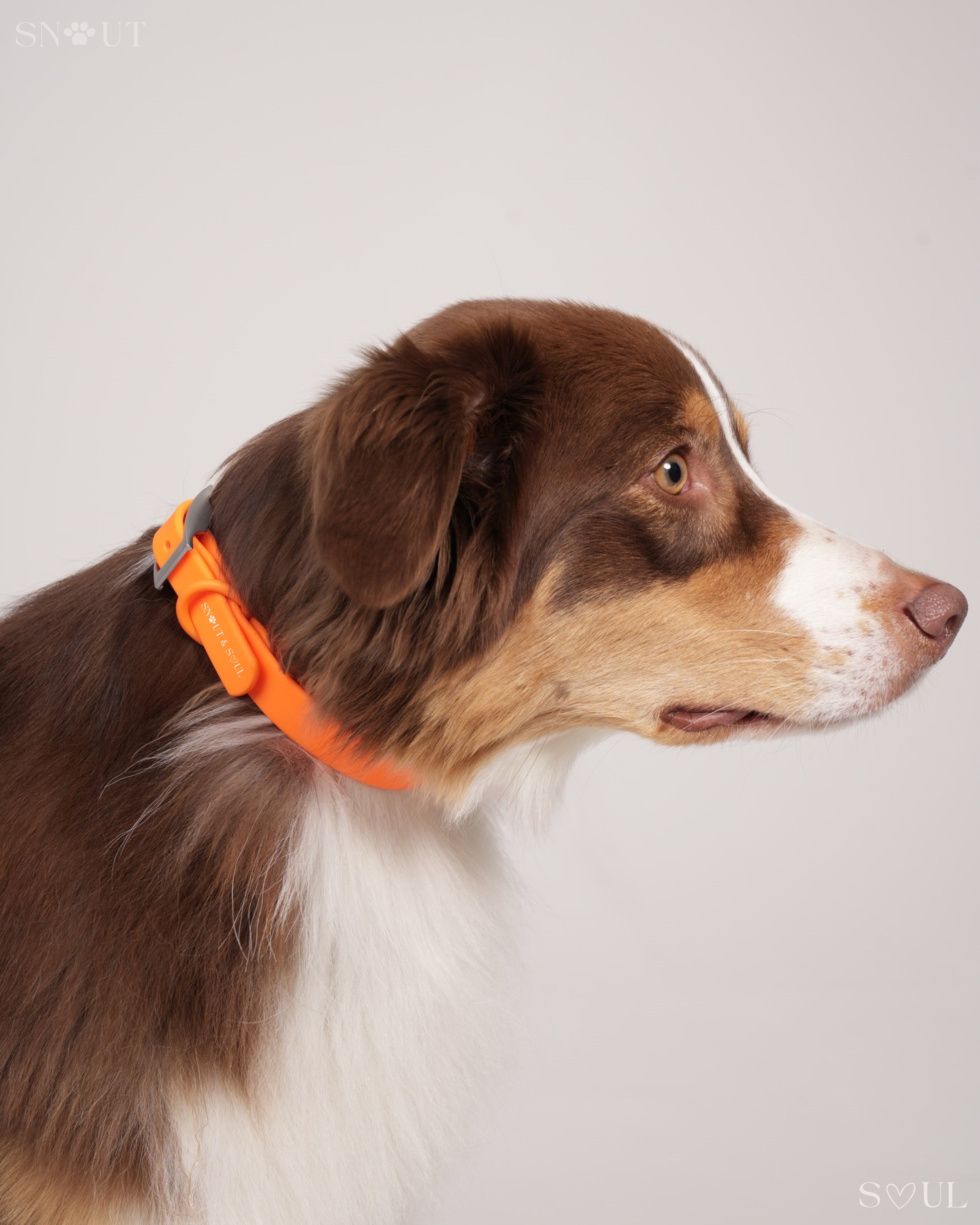 Collar Walk Set