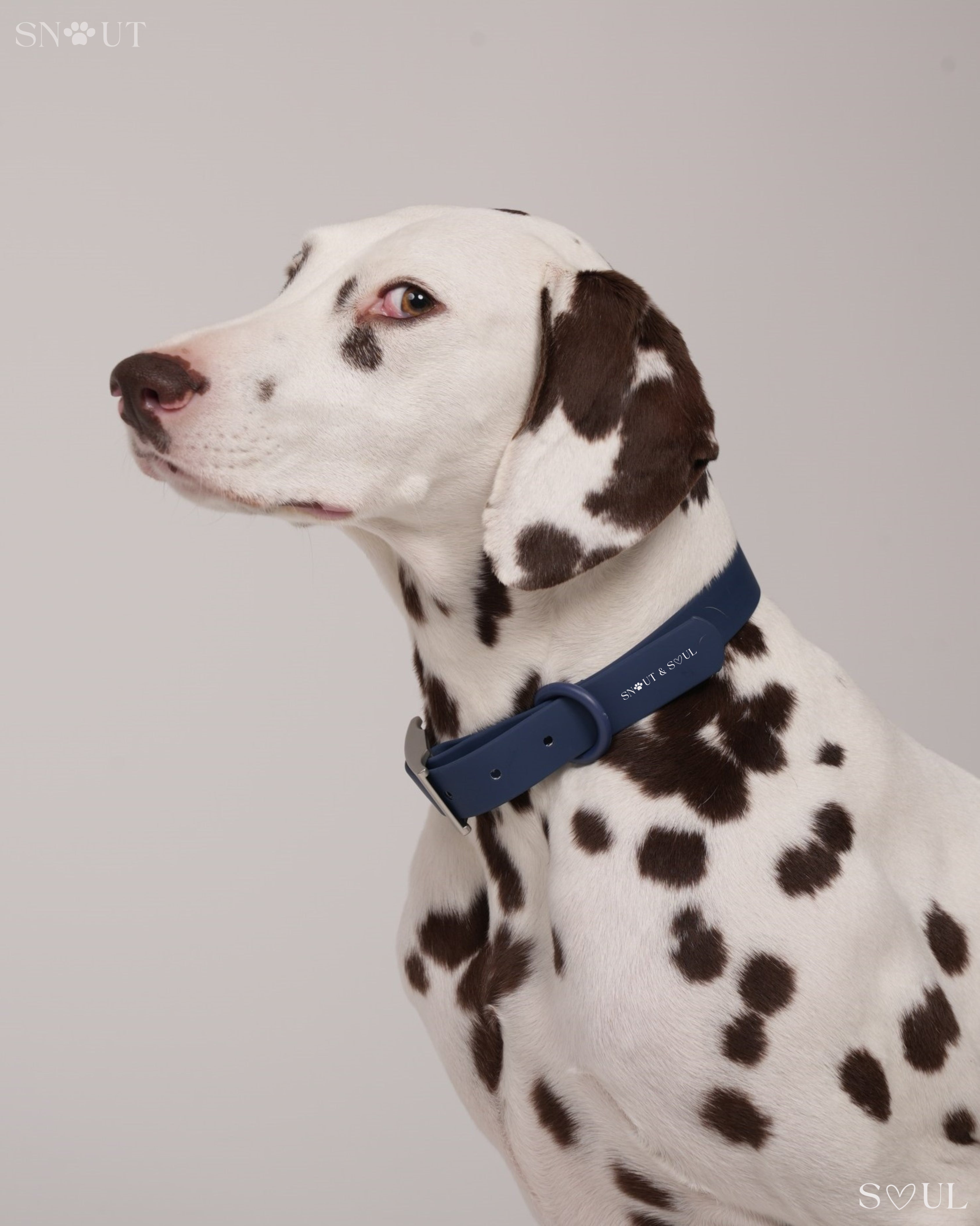 Collar Walk Set