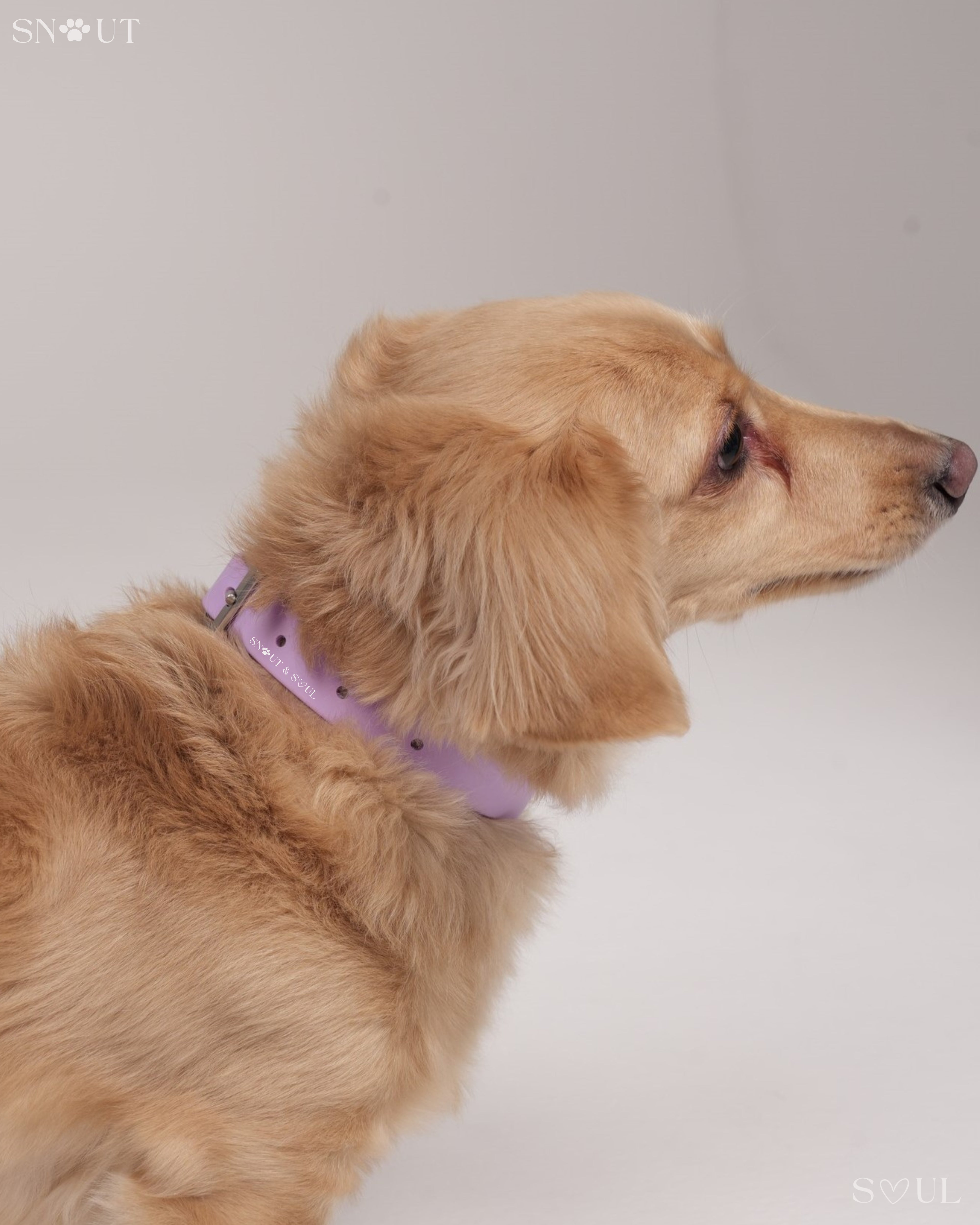Collar Walk Set