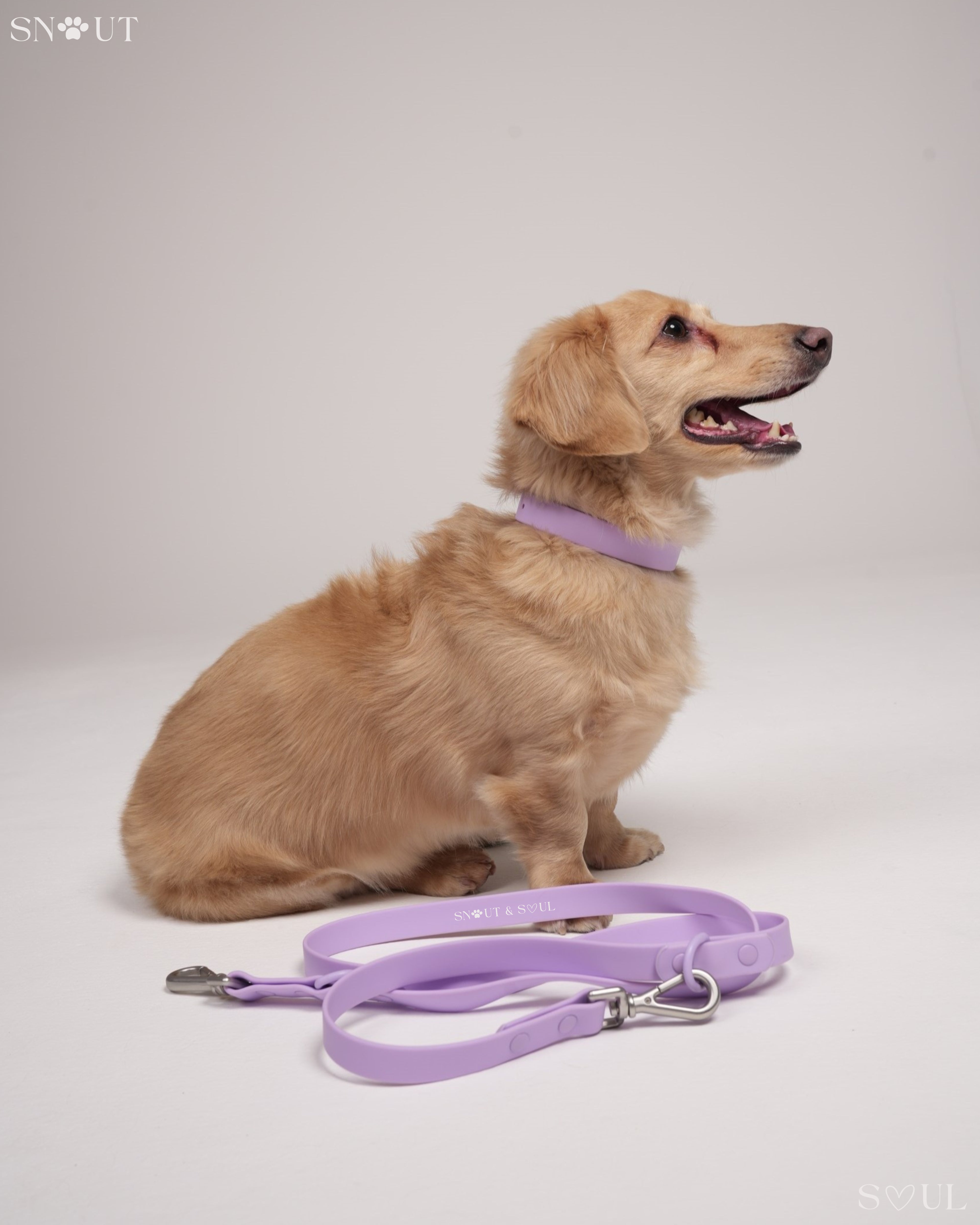 Collar Walk Set