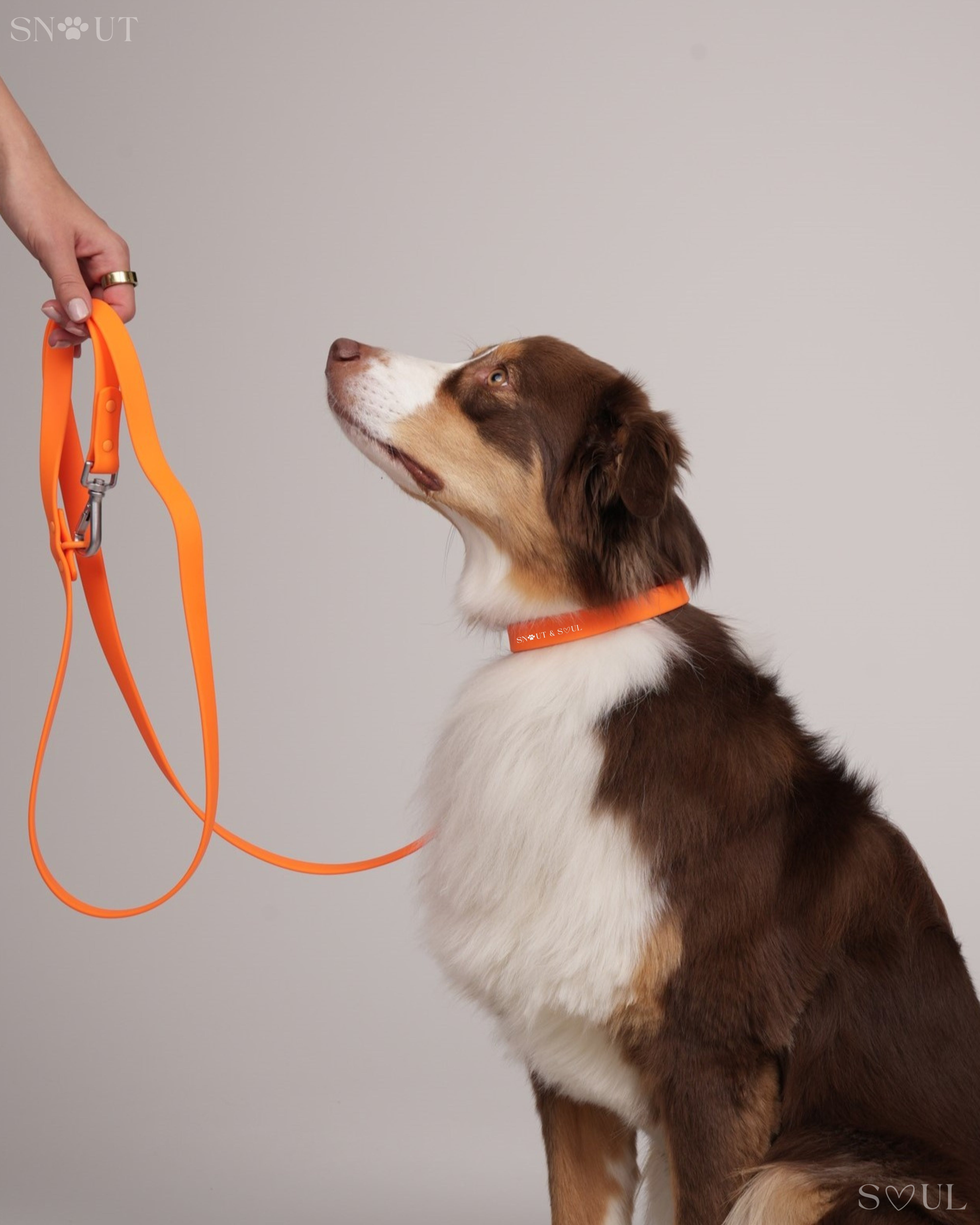 Collar Walk Set