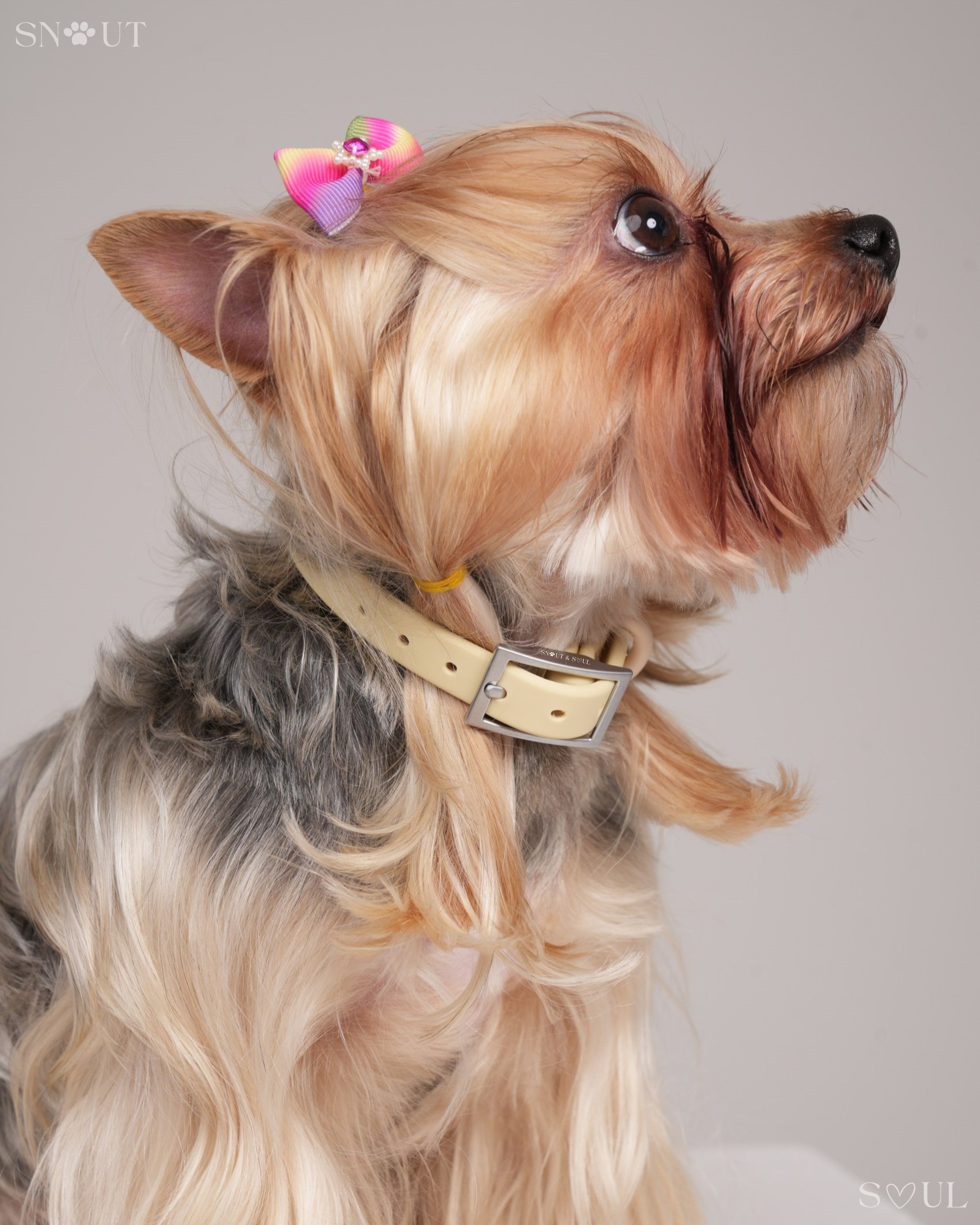 Harness Walk Set