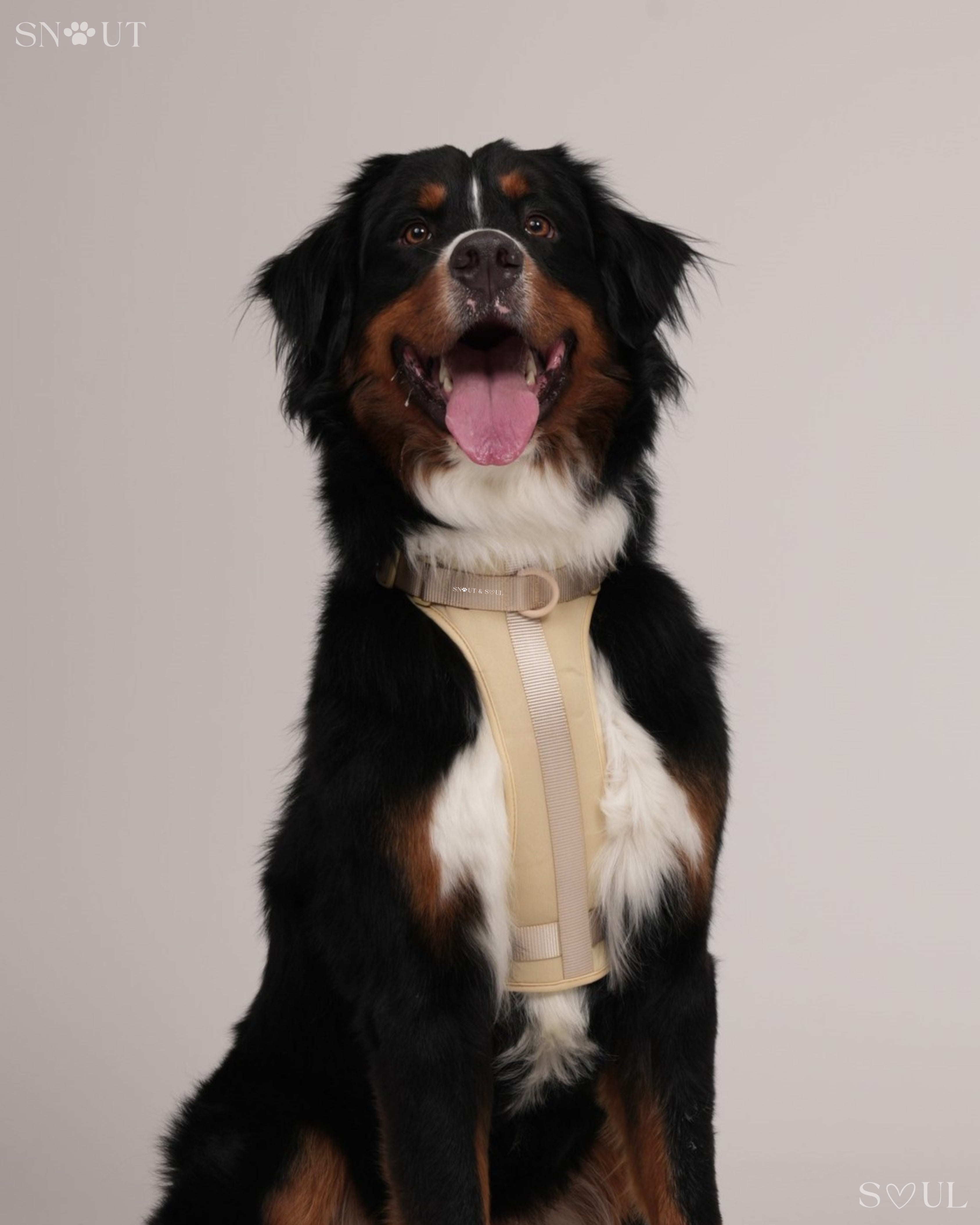 Harness Walk Set