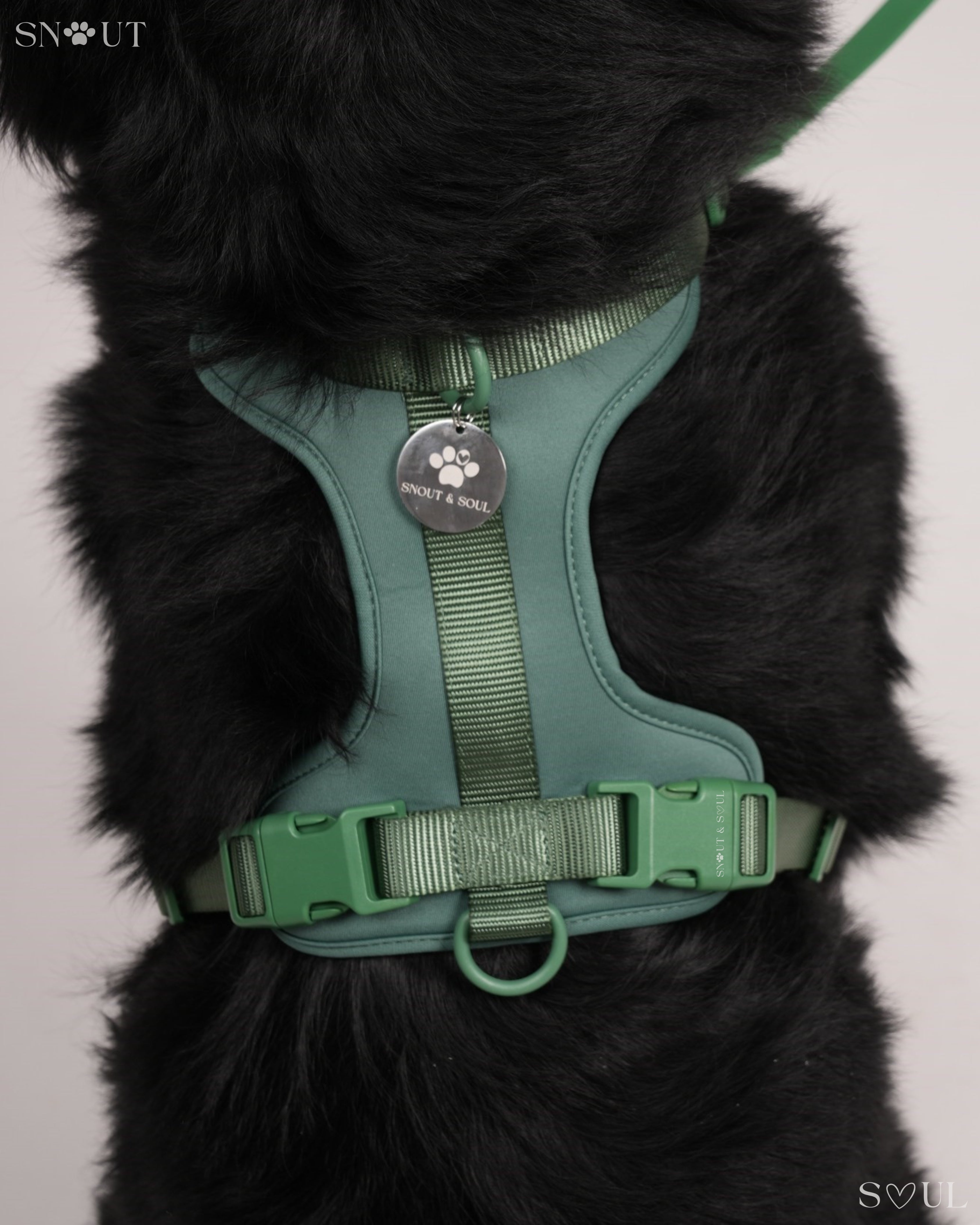 Harness Walk Set