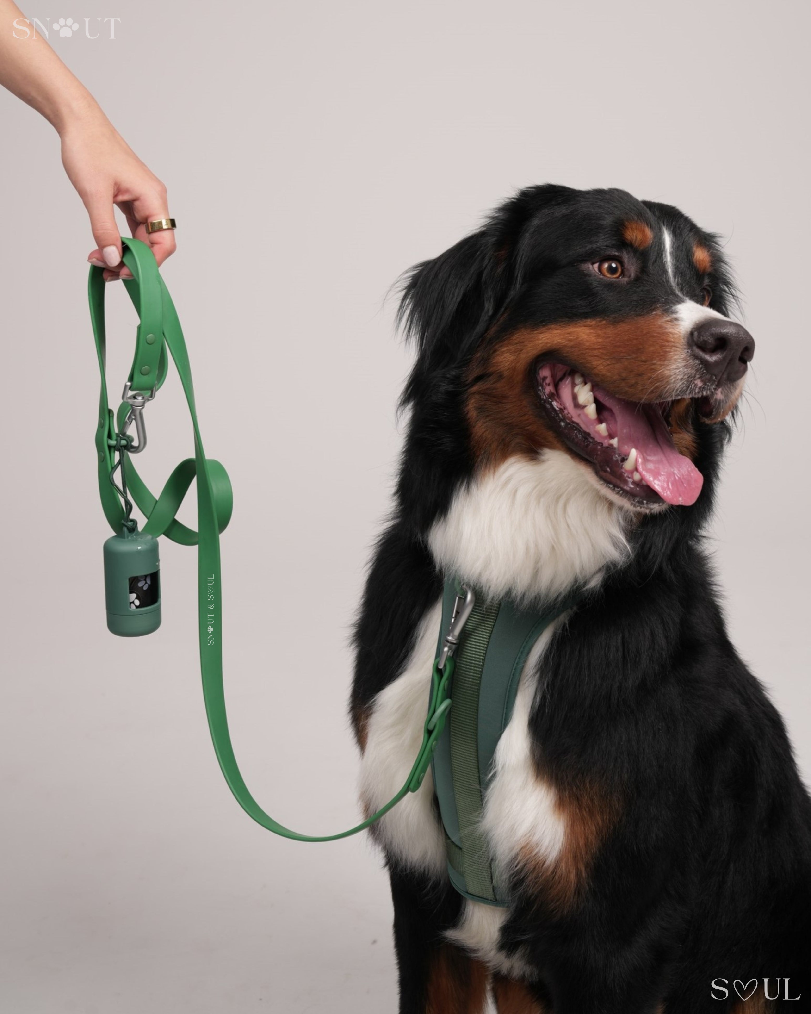 Harness Walk Set
