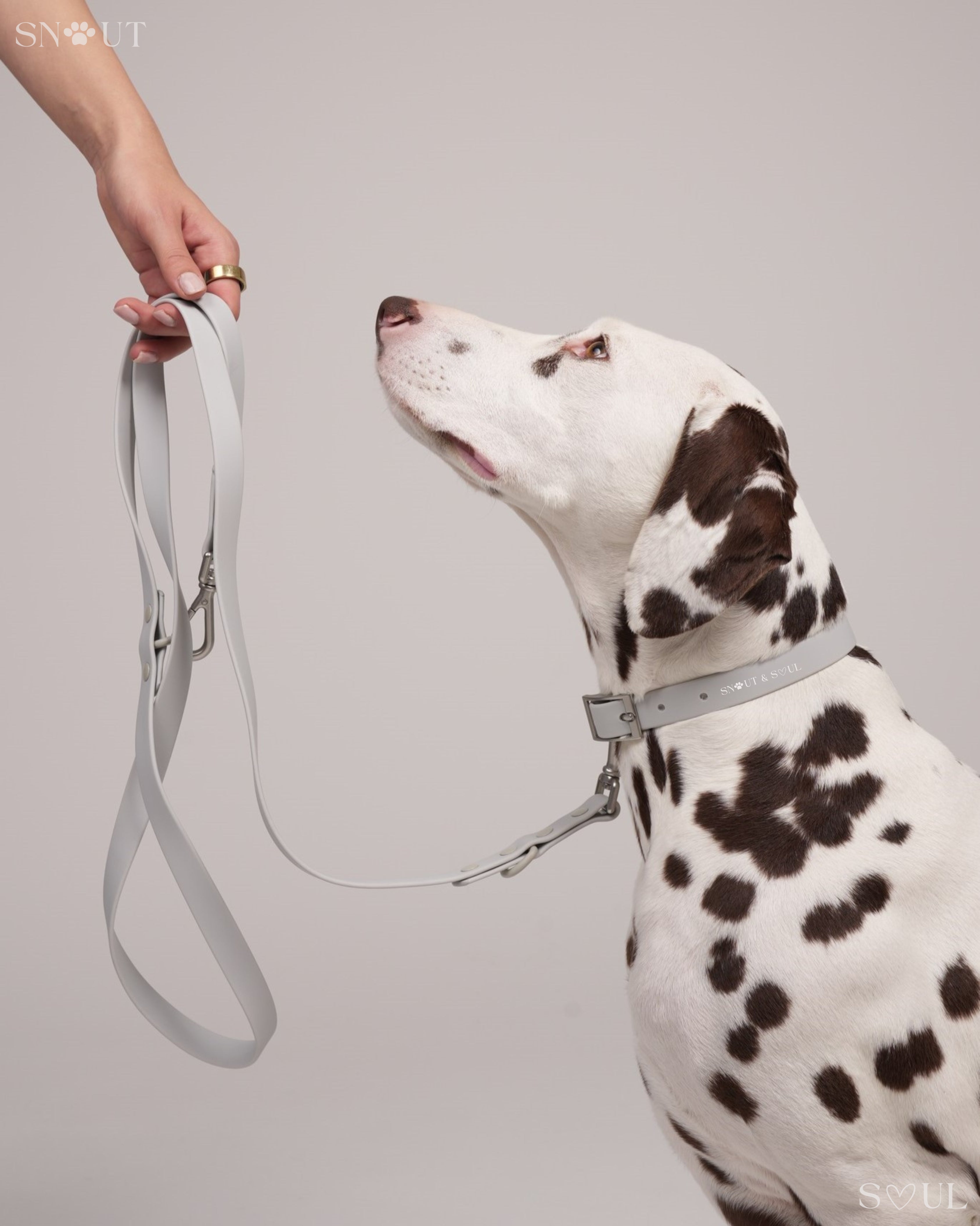 Harness Walk Set