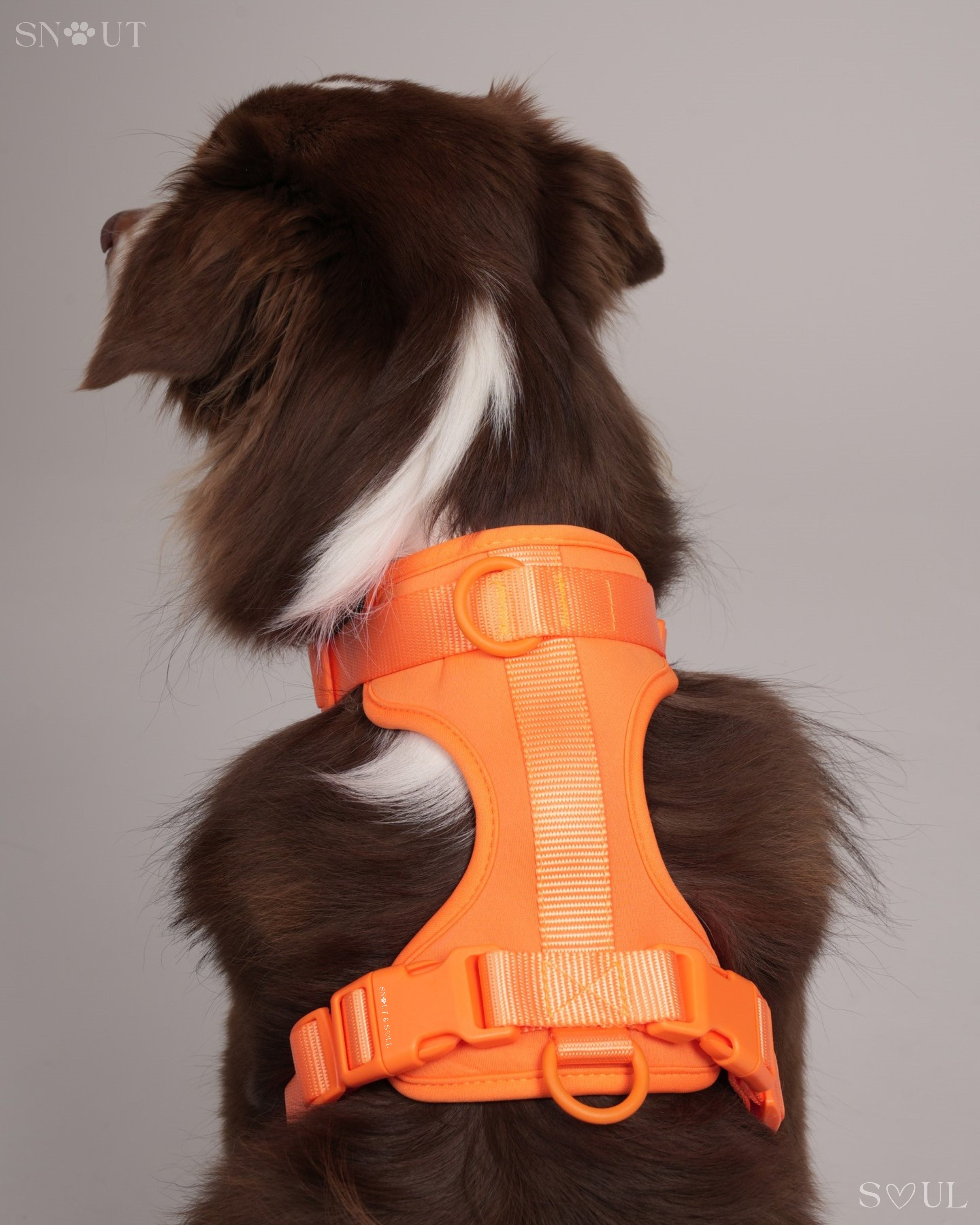 Harness Walk Set