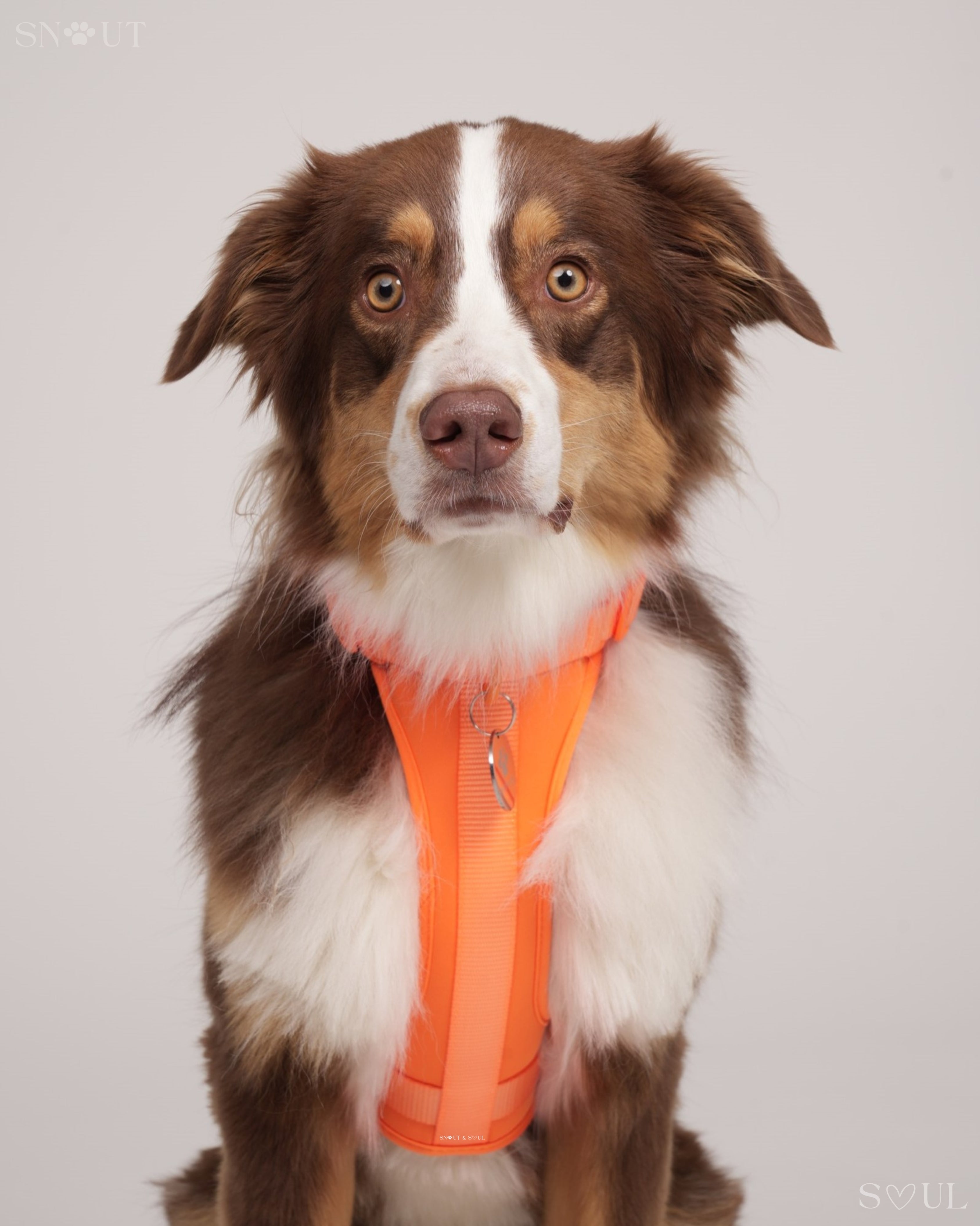 Harness Walk Set