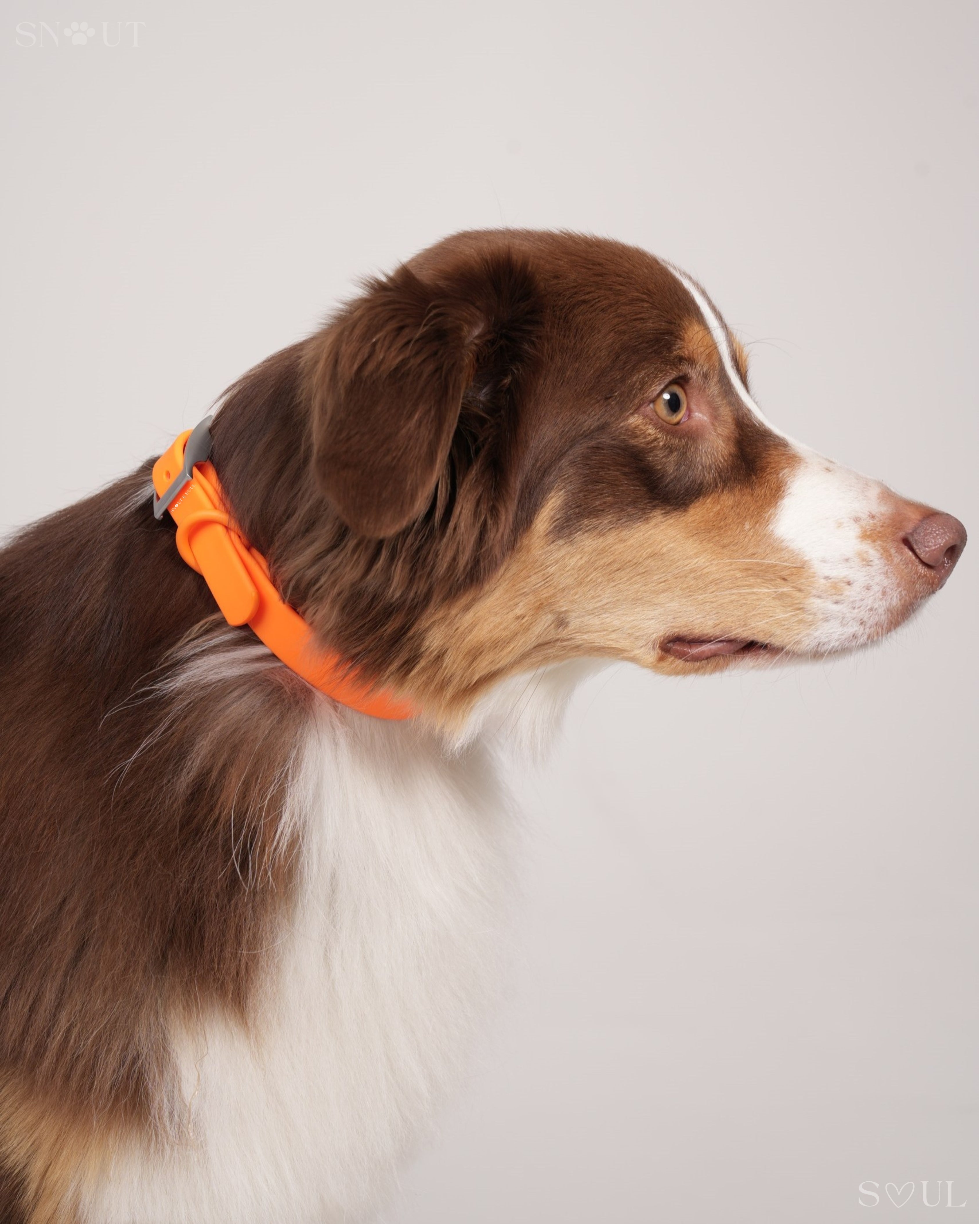 Harness Walk Set