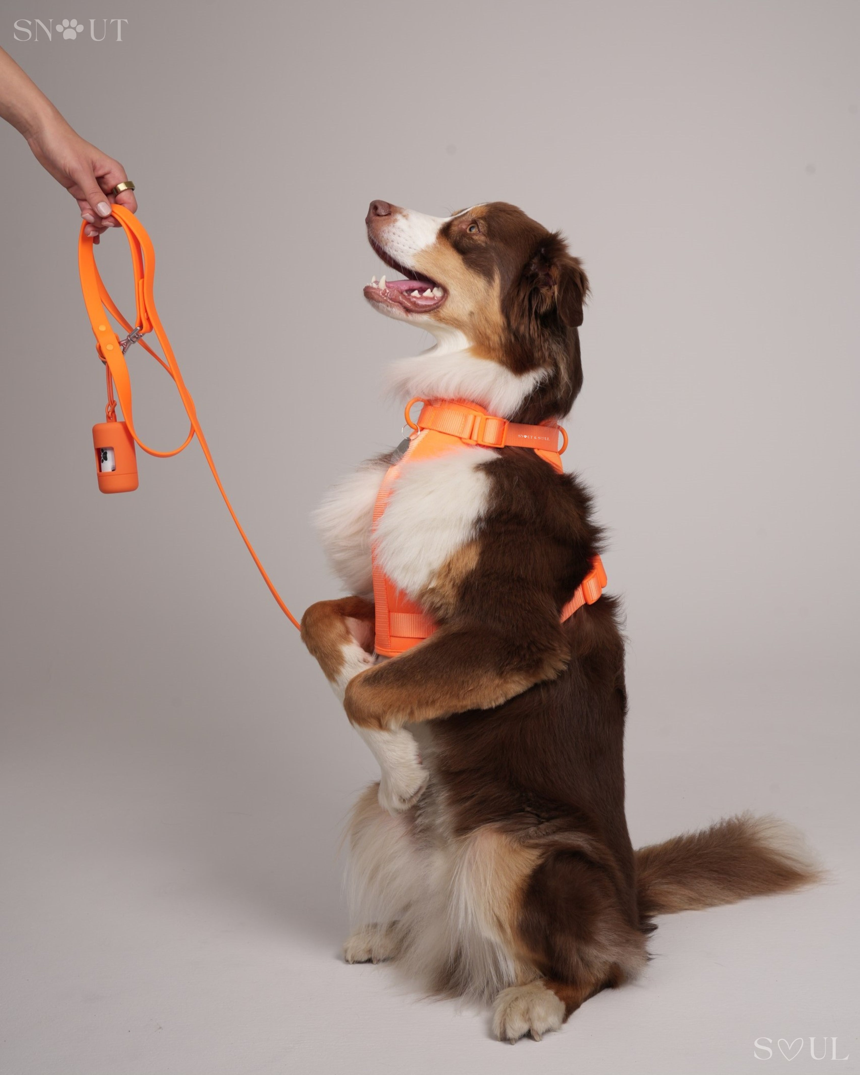 Harness Walk Set
