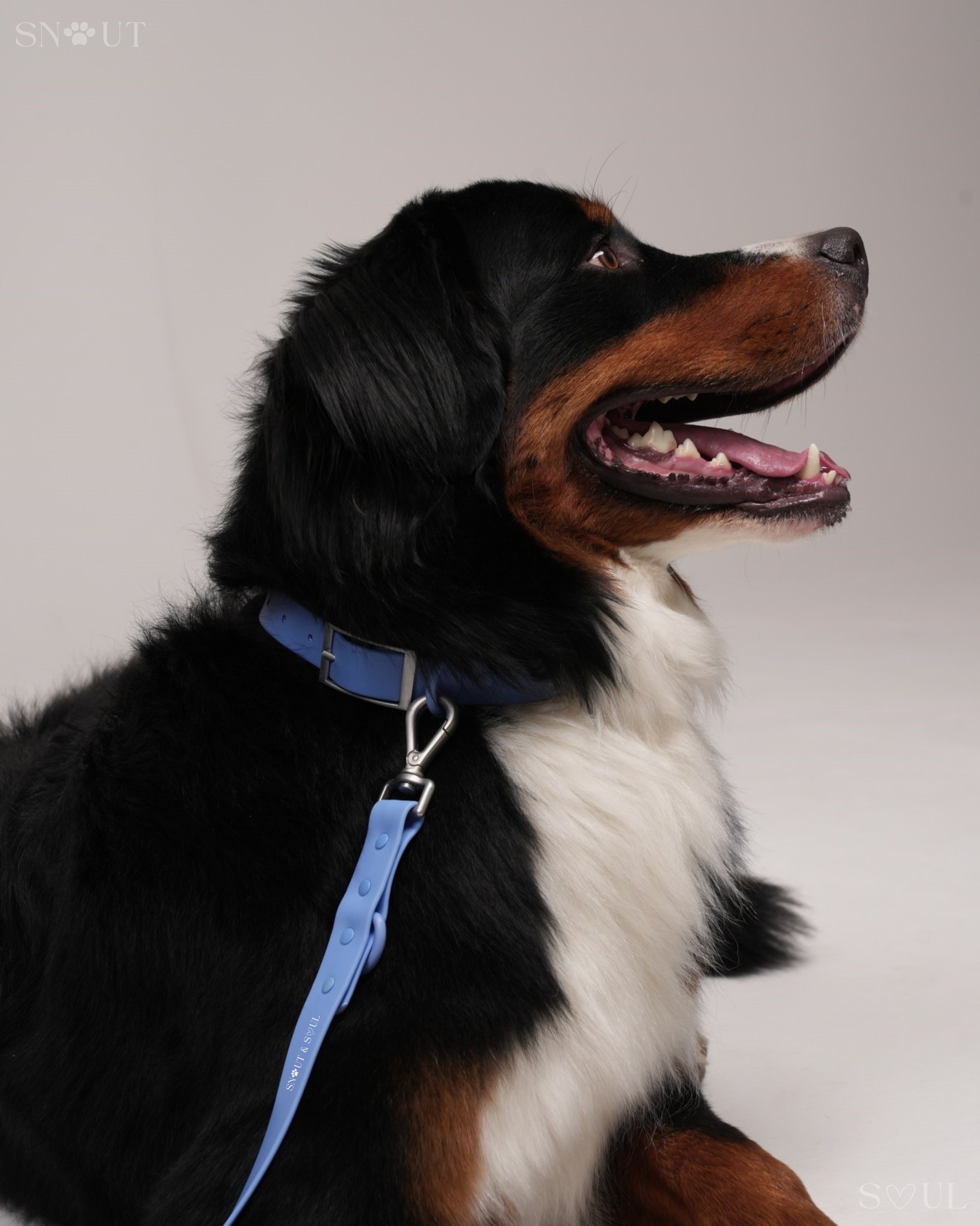 Harness Walk Set