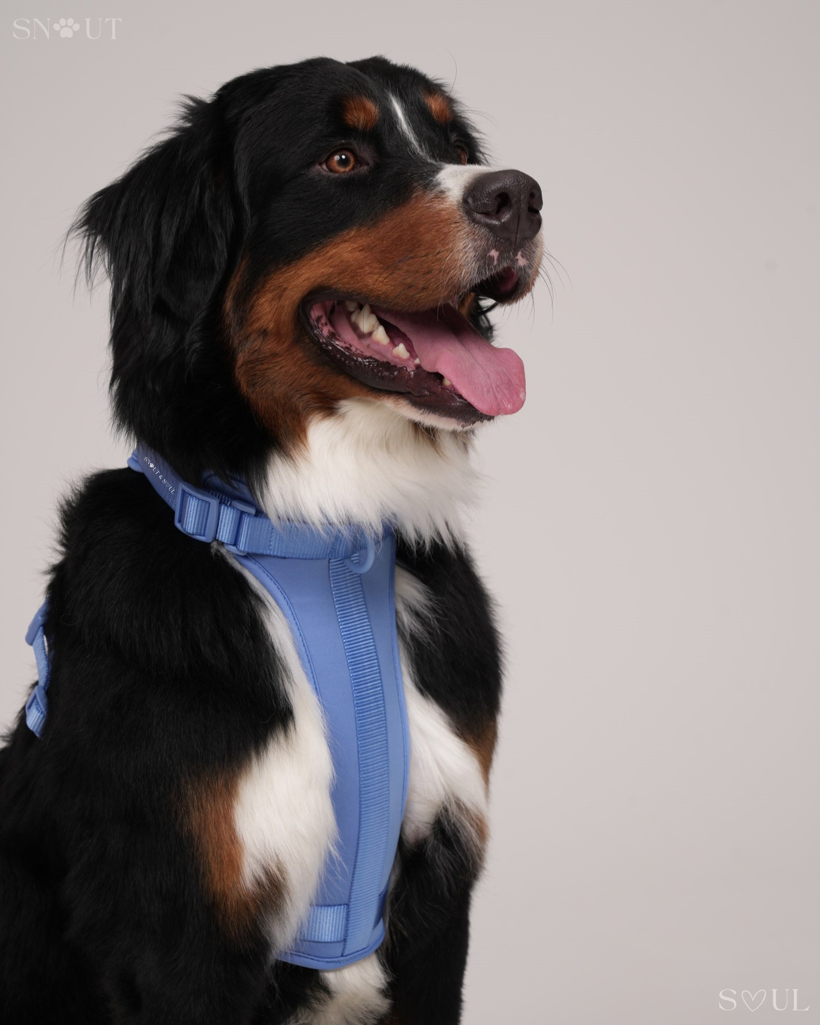 Harness Walk Set