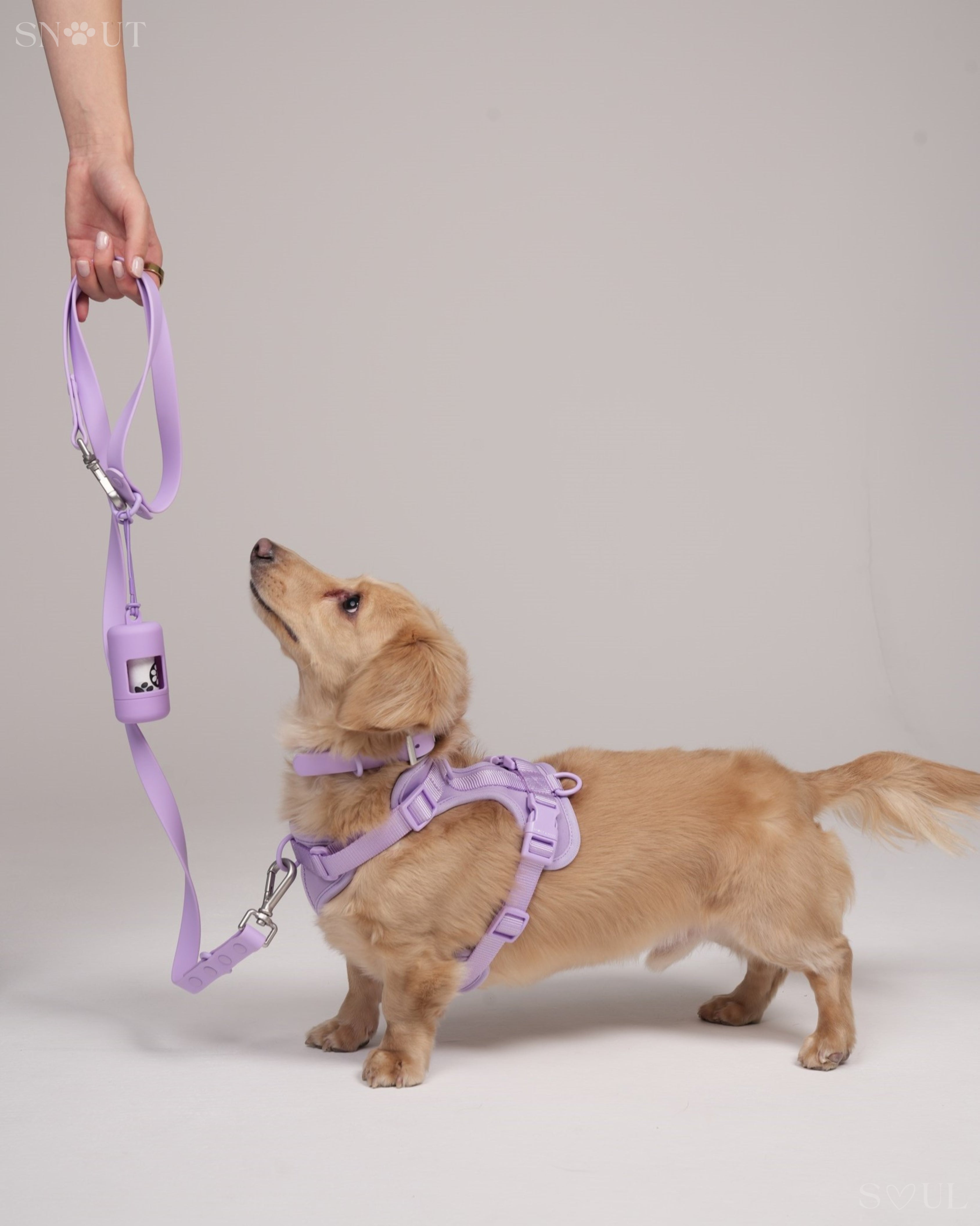 Harness Walk Set