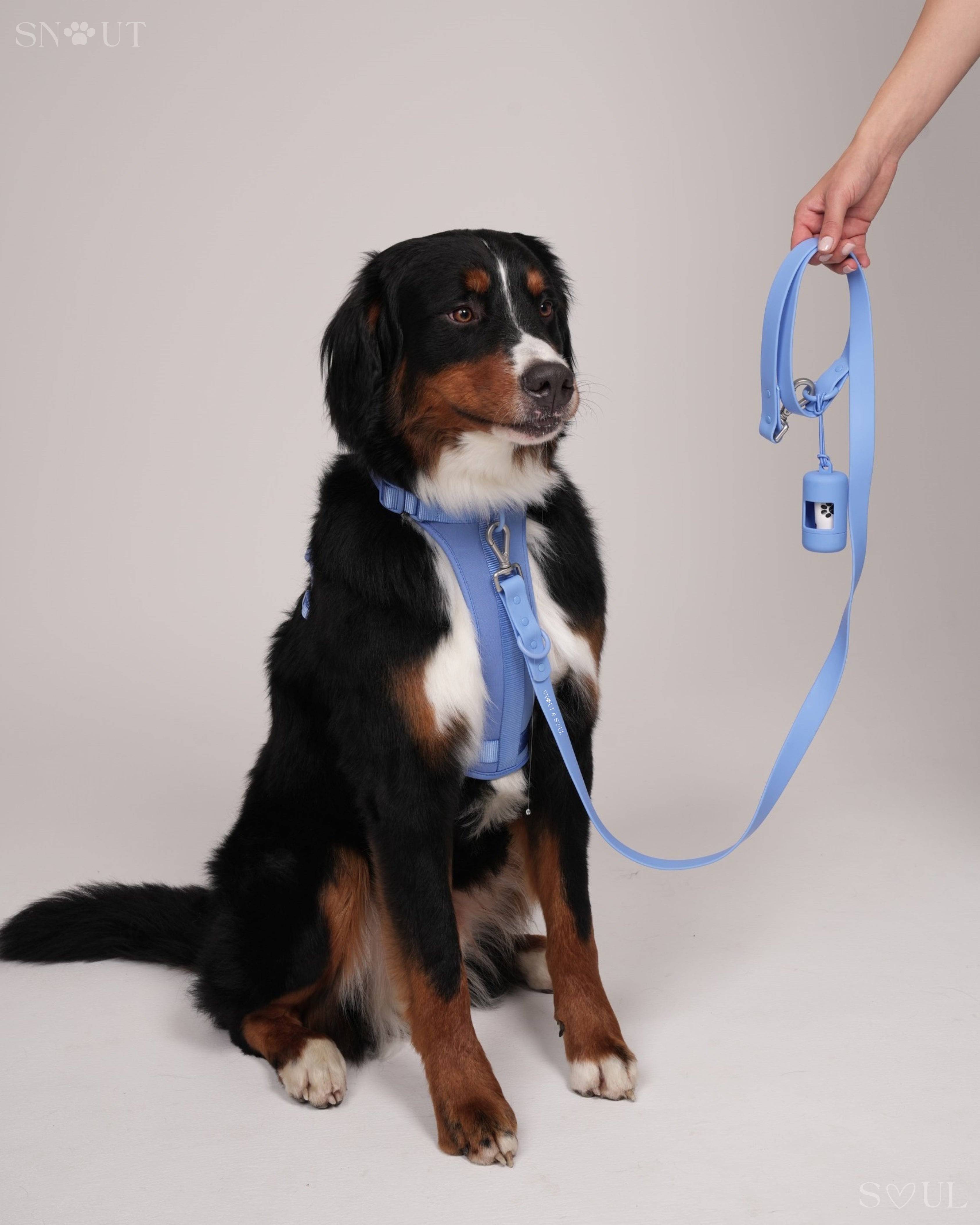 Harness Walk Set