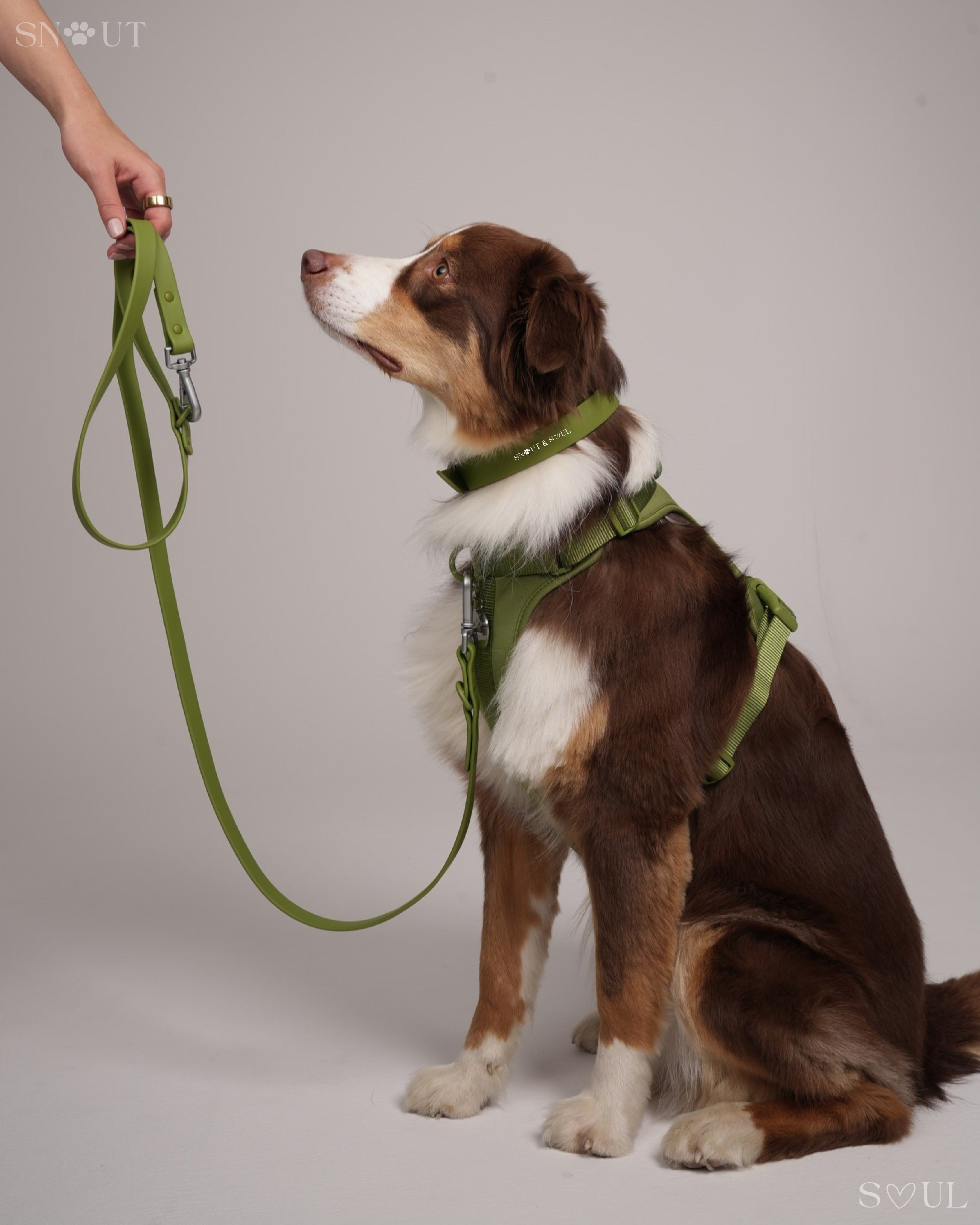Harness Walk Set