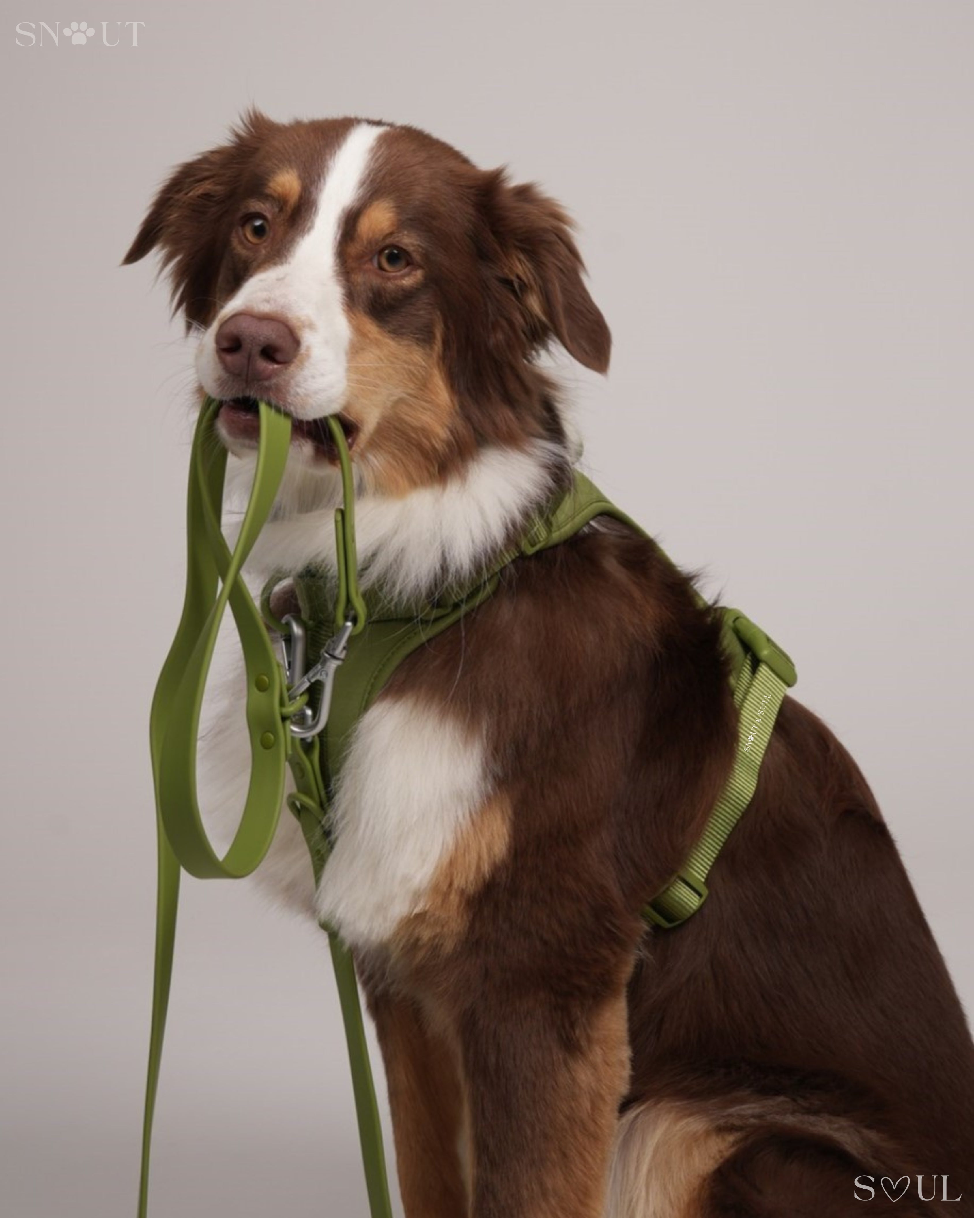 Harness Walk Set