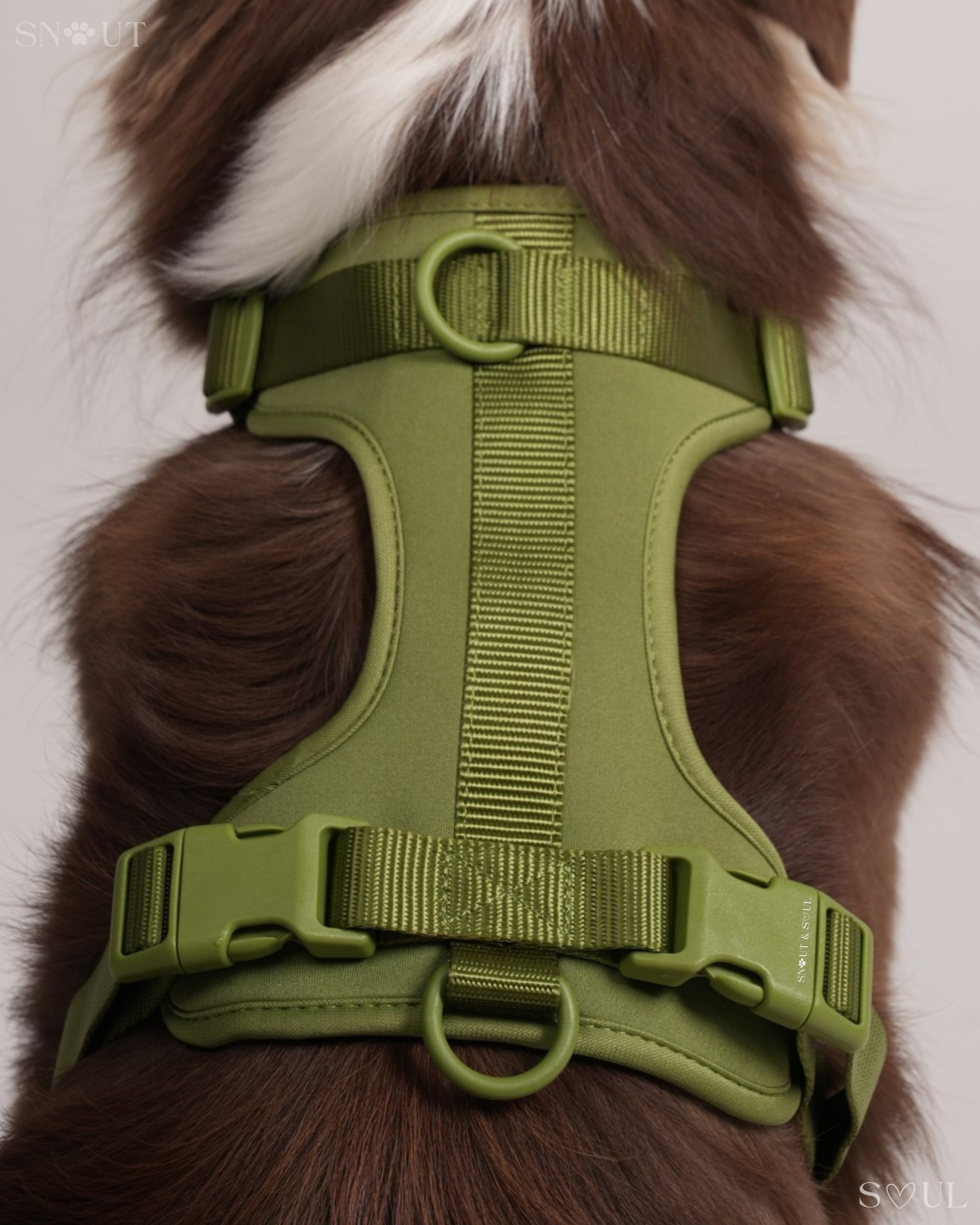Harness Walk Set