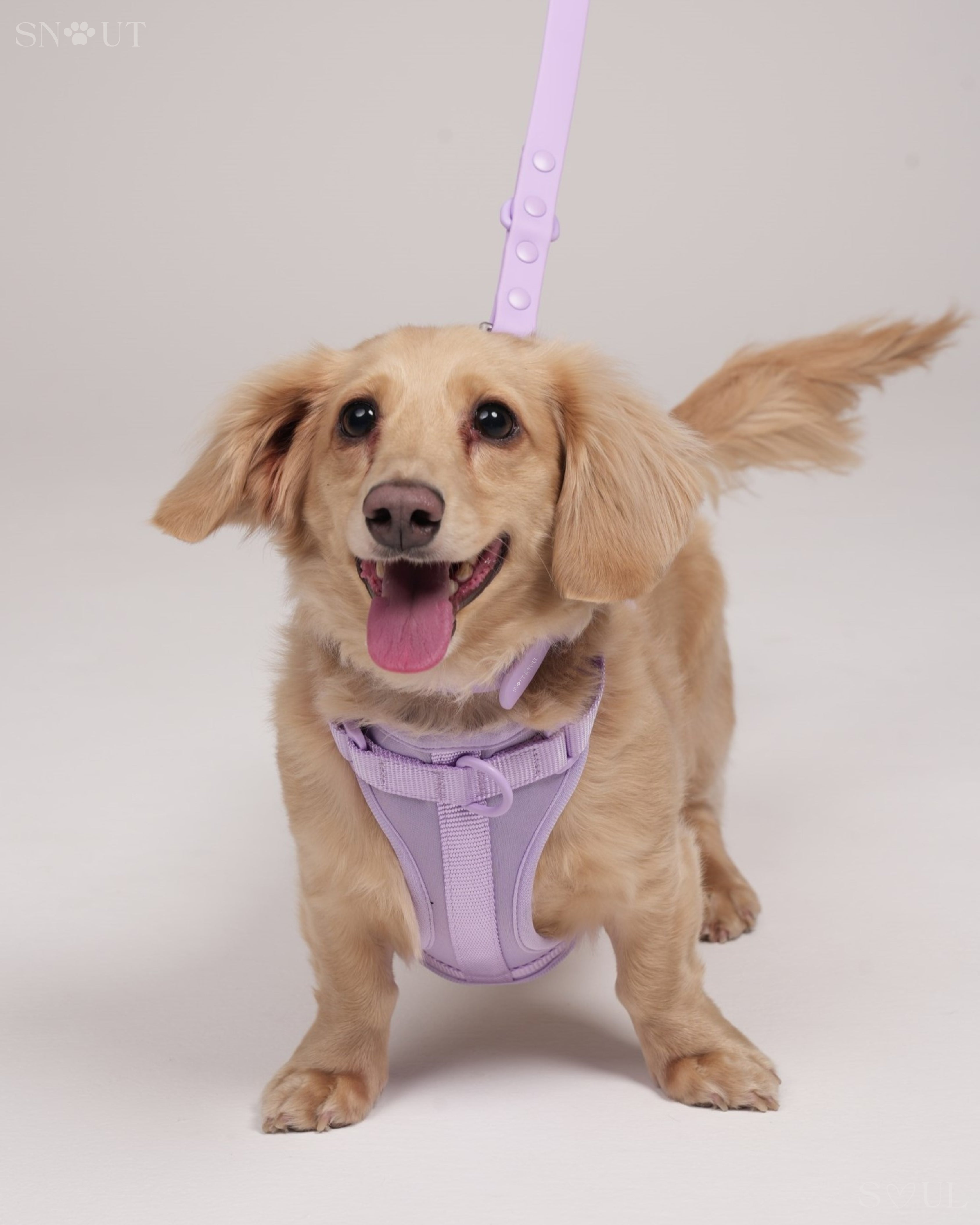 Harness Walk Set