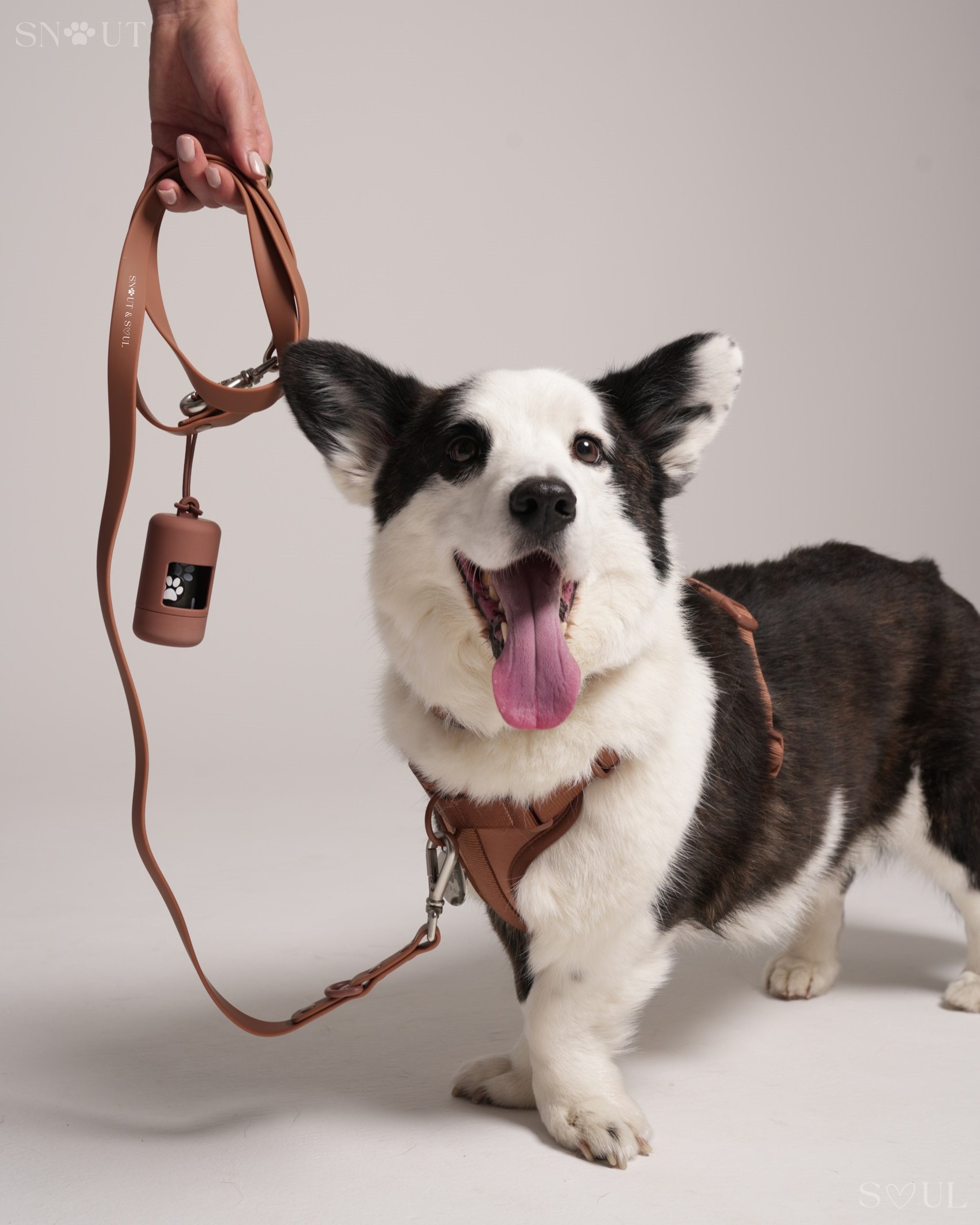Harness Walk Set