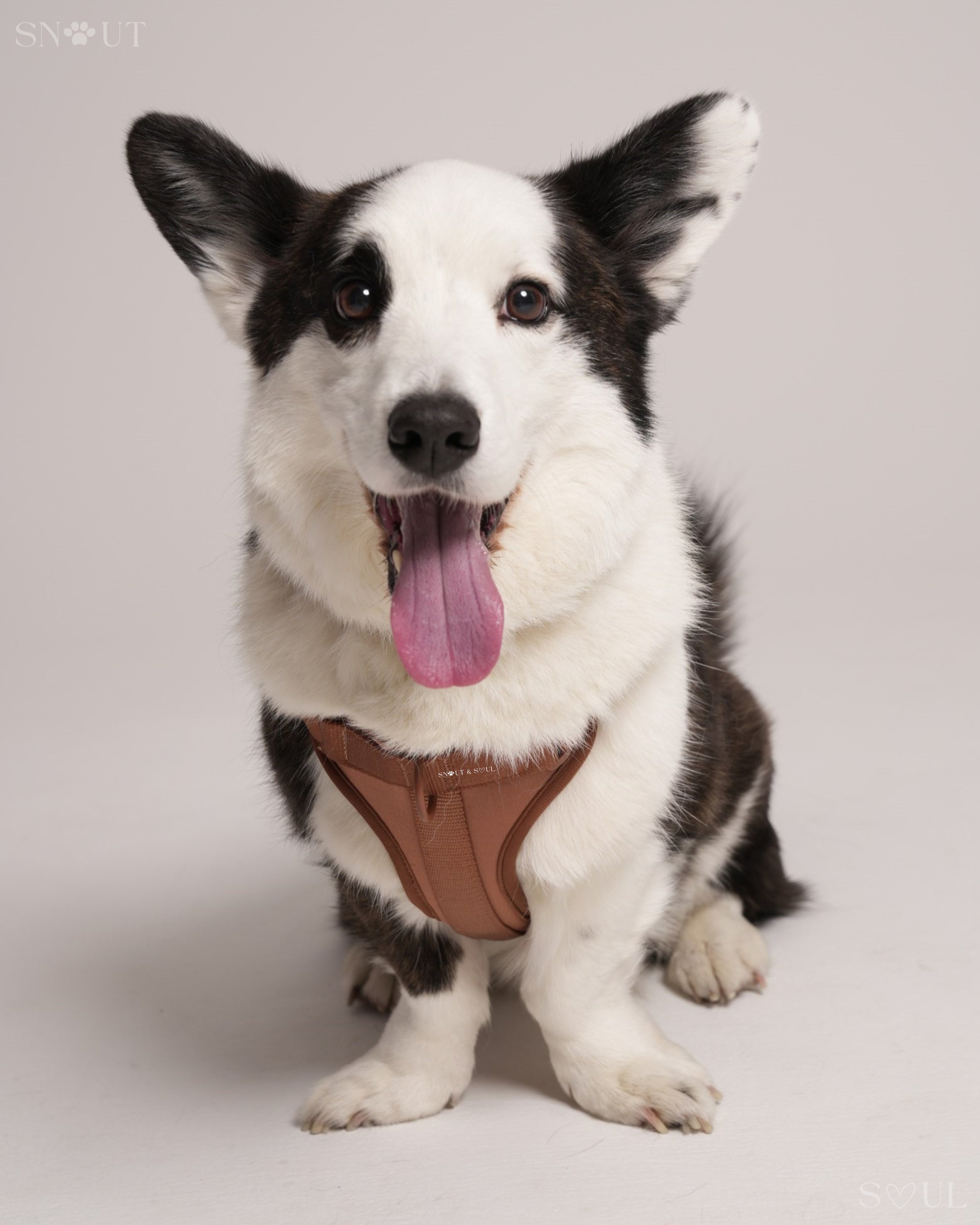 Harness Walk Set