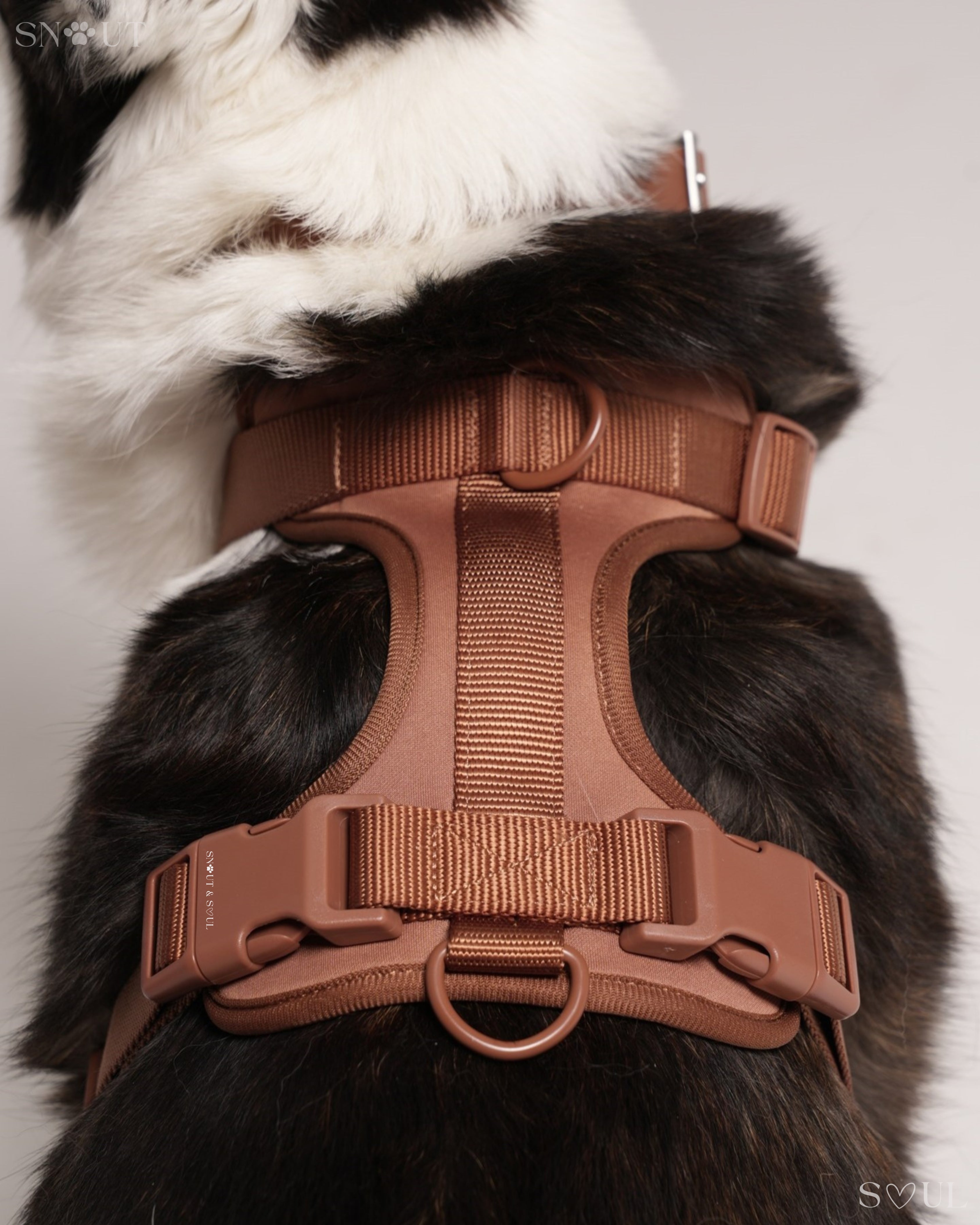 Harness Walk Set