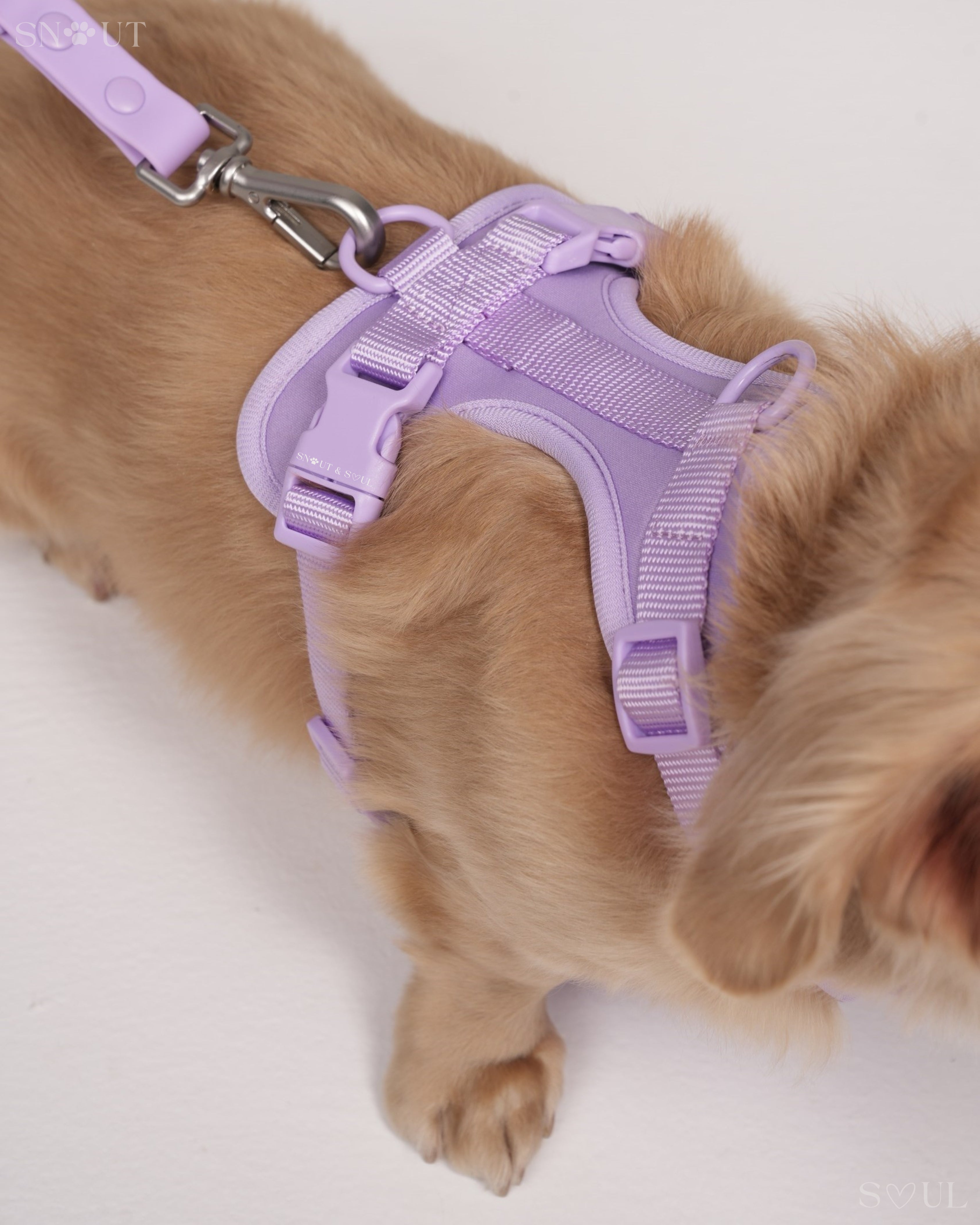 Harness Walk Set