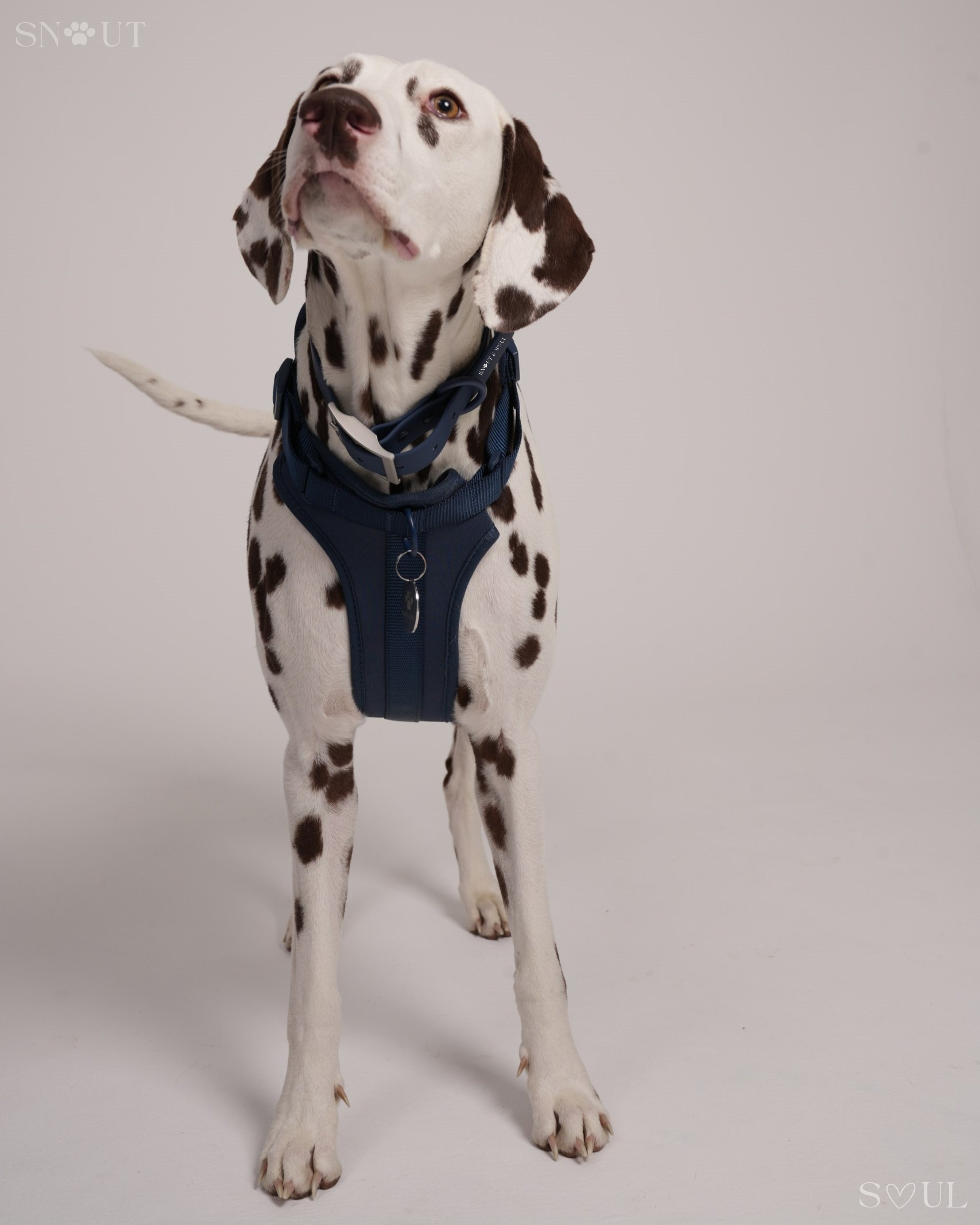 Harness Walk Set