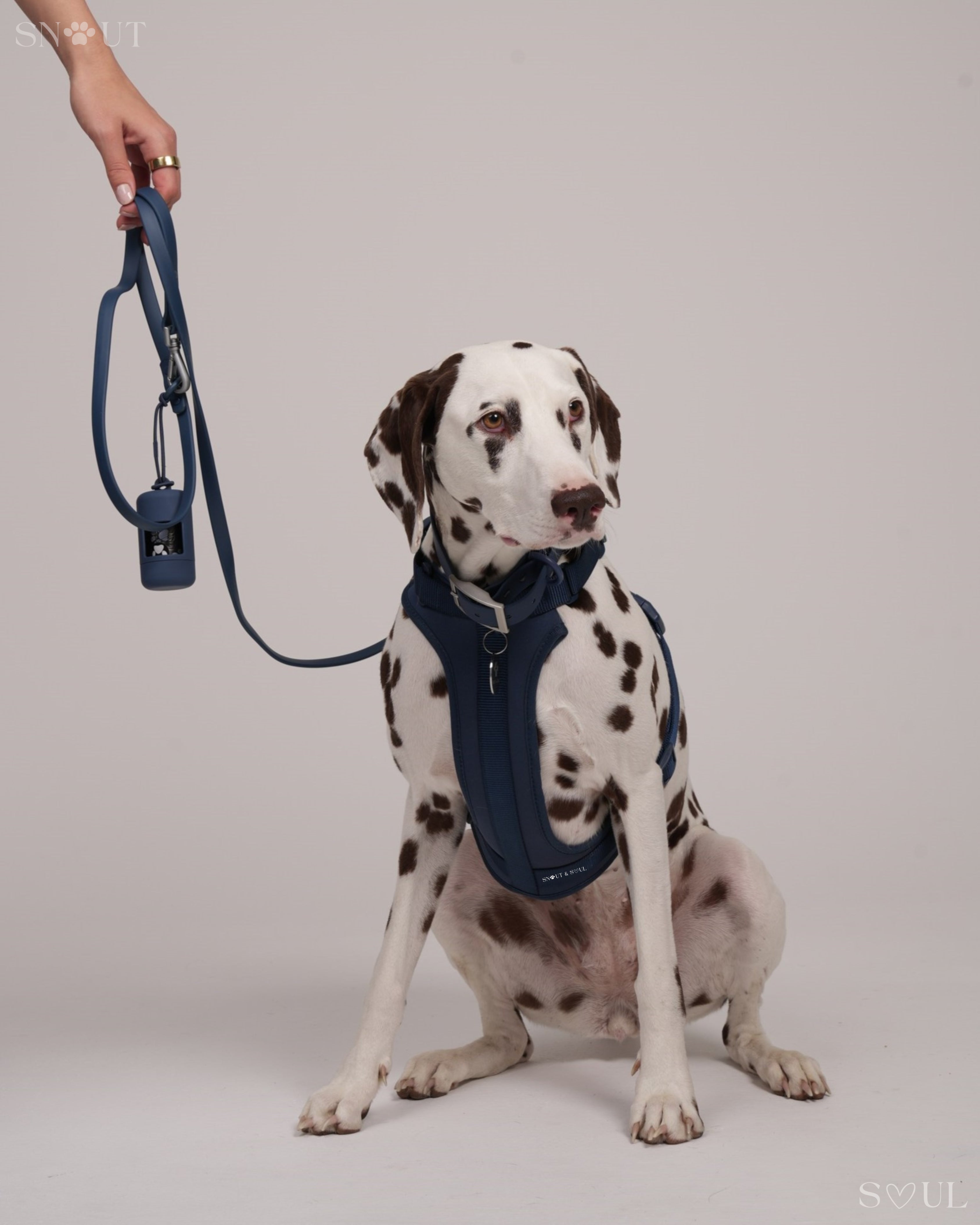 Harness Walk Set